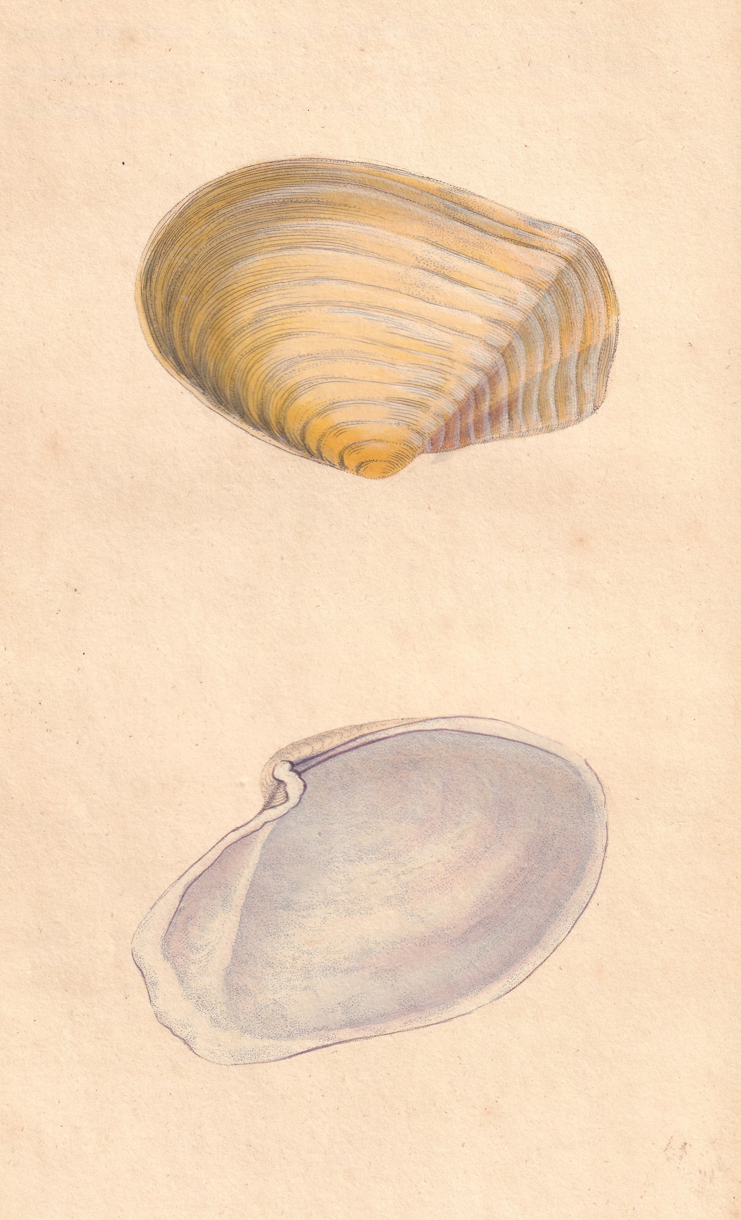 Shortened Murex or Rock Shell
