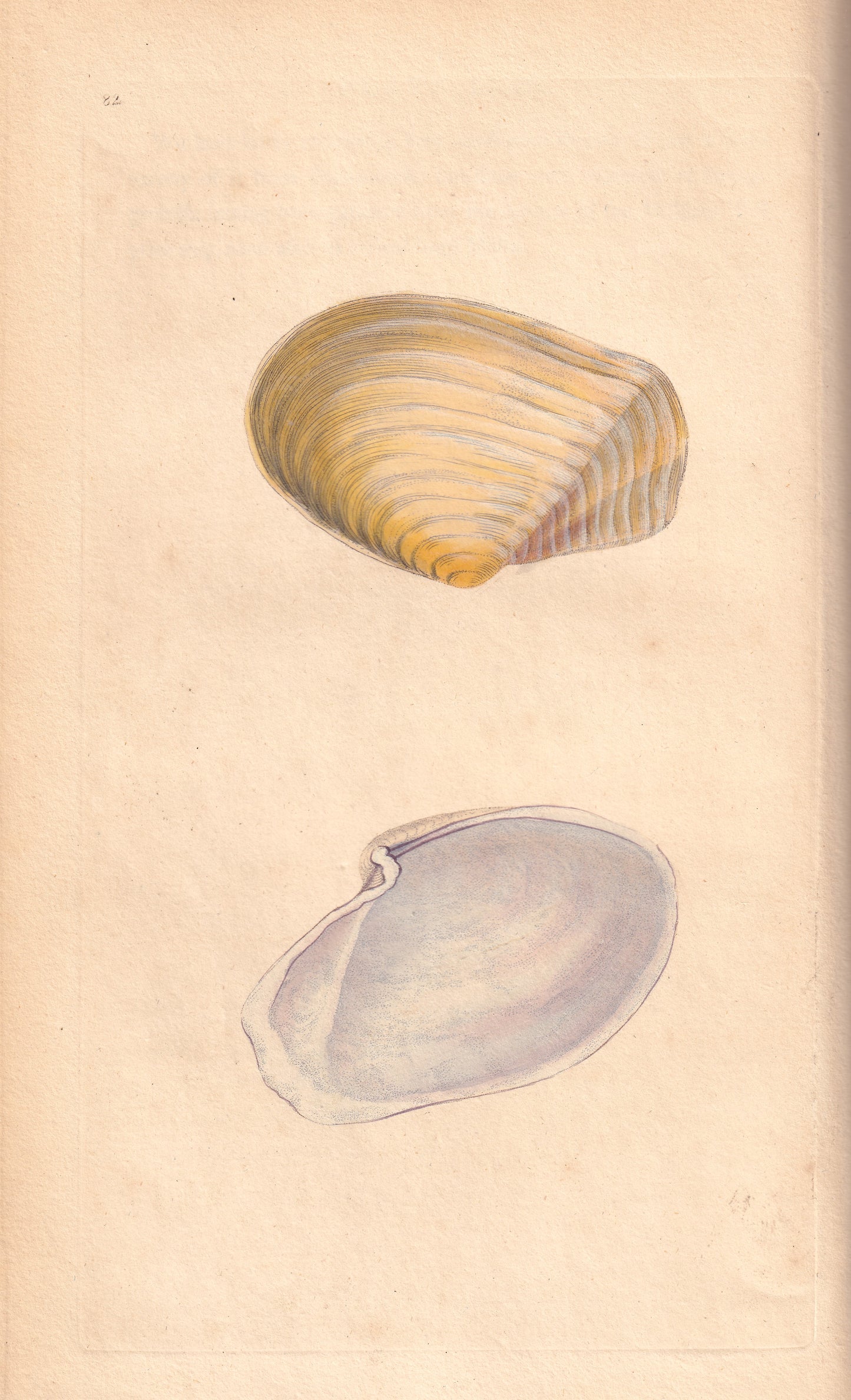 Shortened Murex or Rock Shell