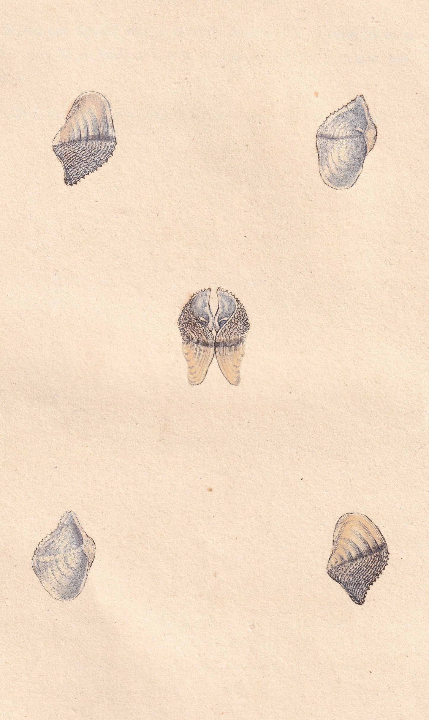 Small Piddock