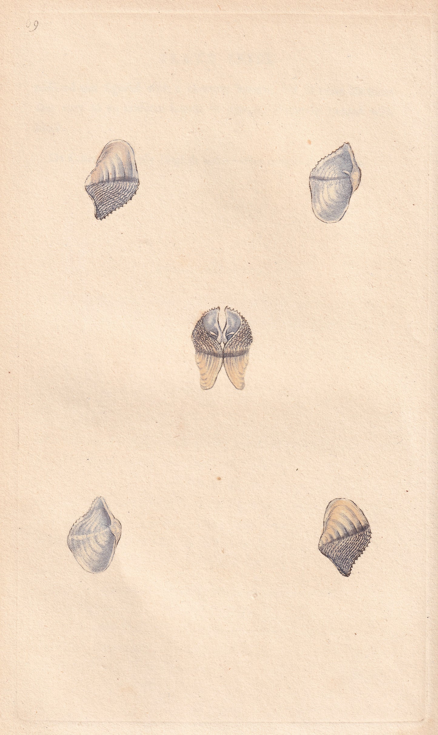 Small Piddock