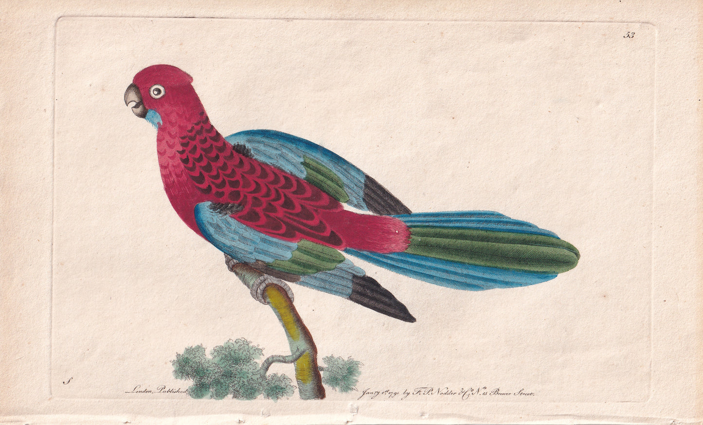 Splendid Parrot or Crimson Rosella