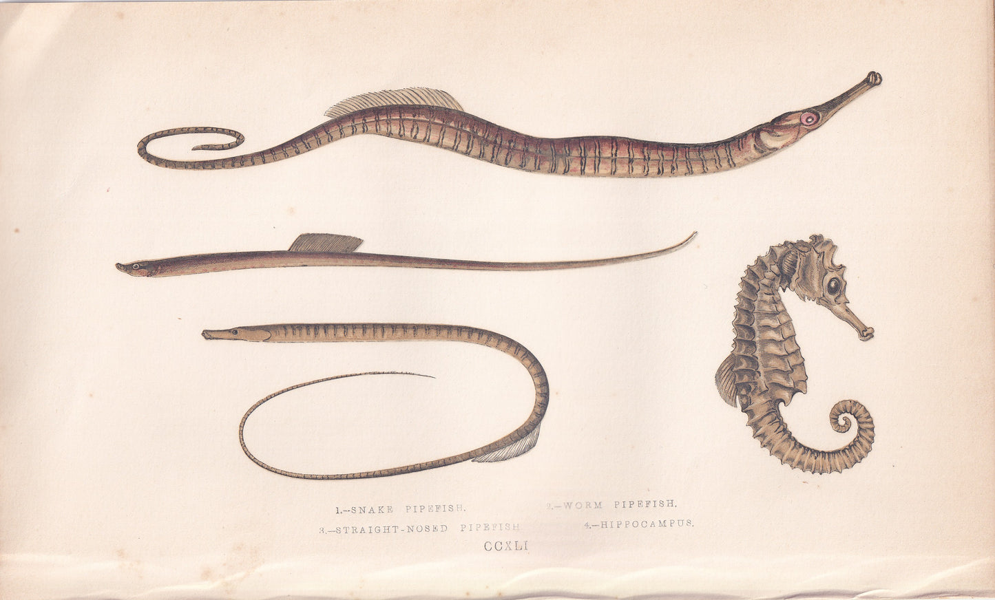 Straight-Nosed Pipefish & Sea Horse