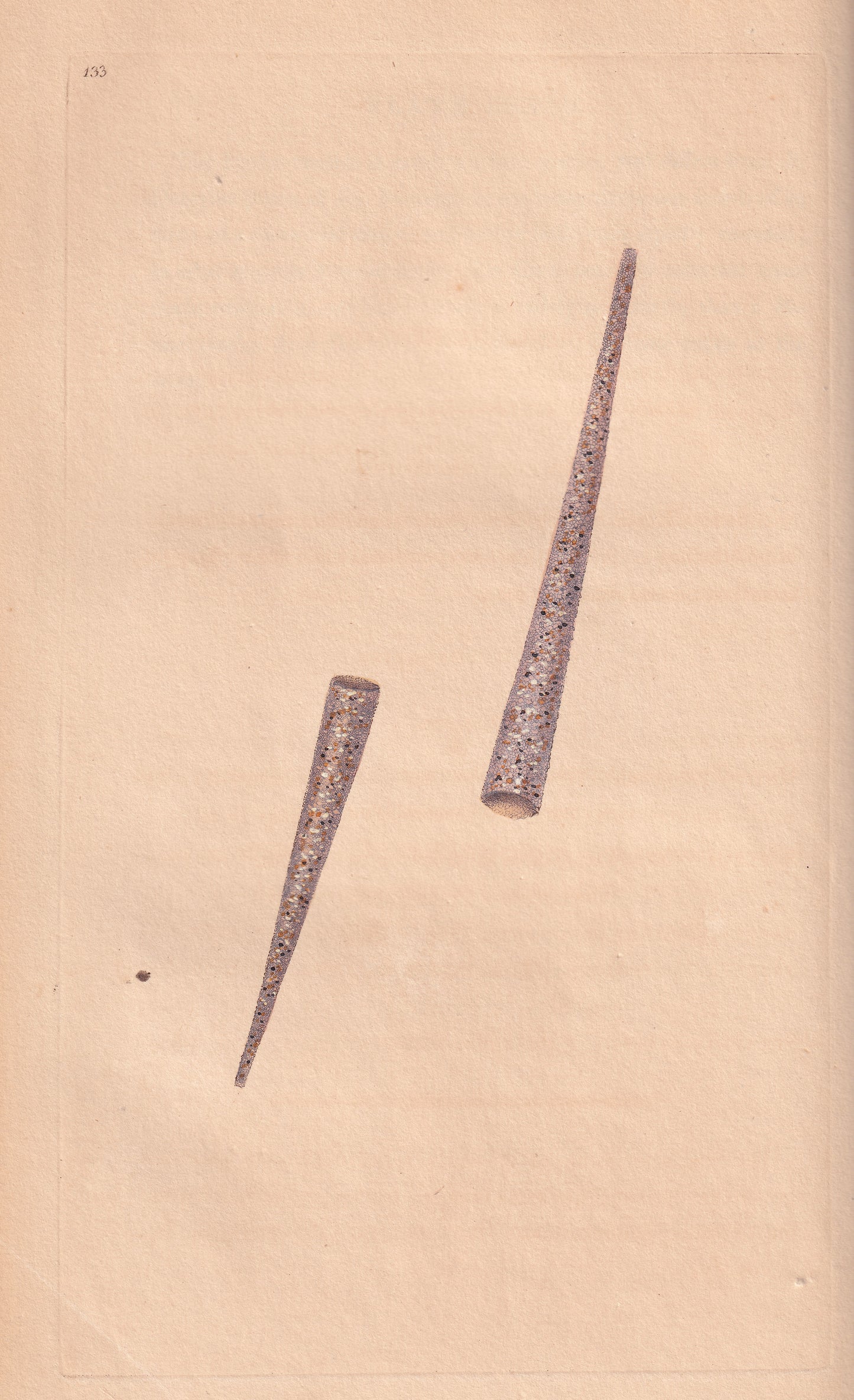 Straight Tube Sabella