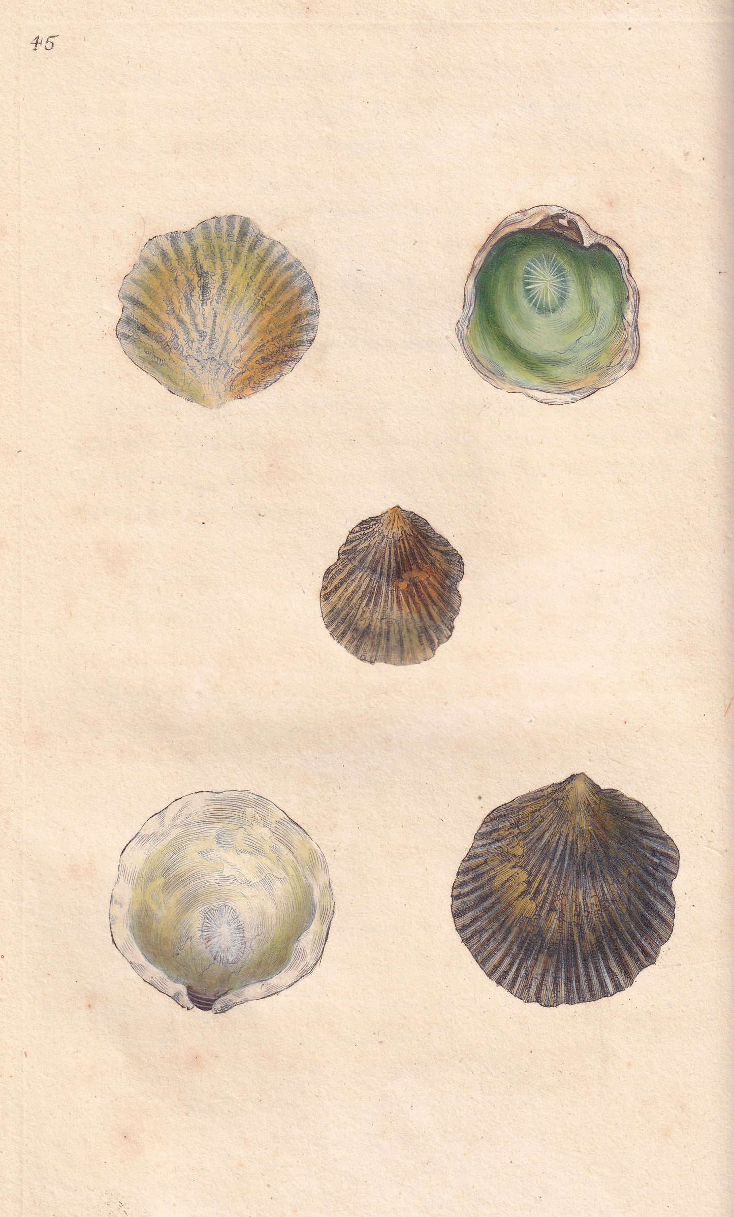 Striated Oyster