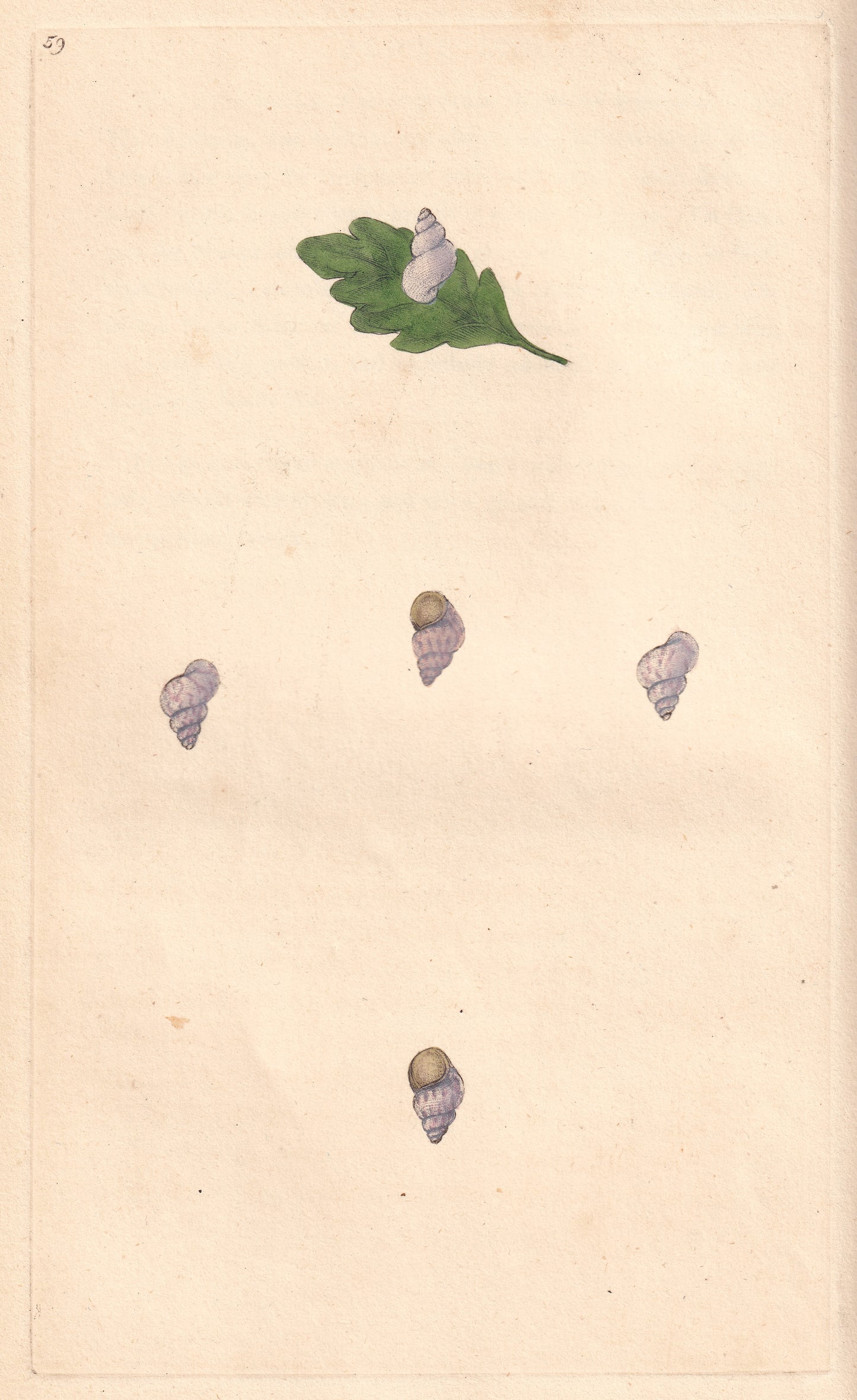 Striated Wreath Shell