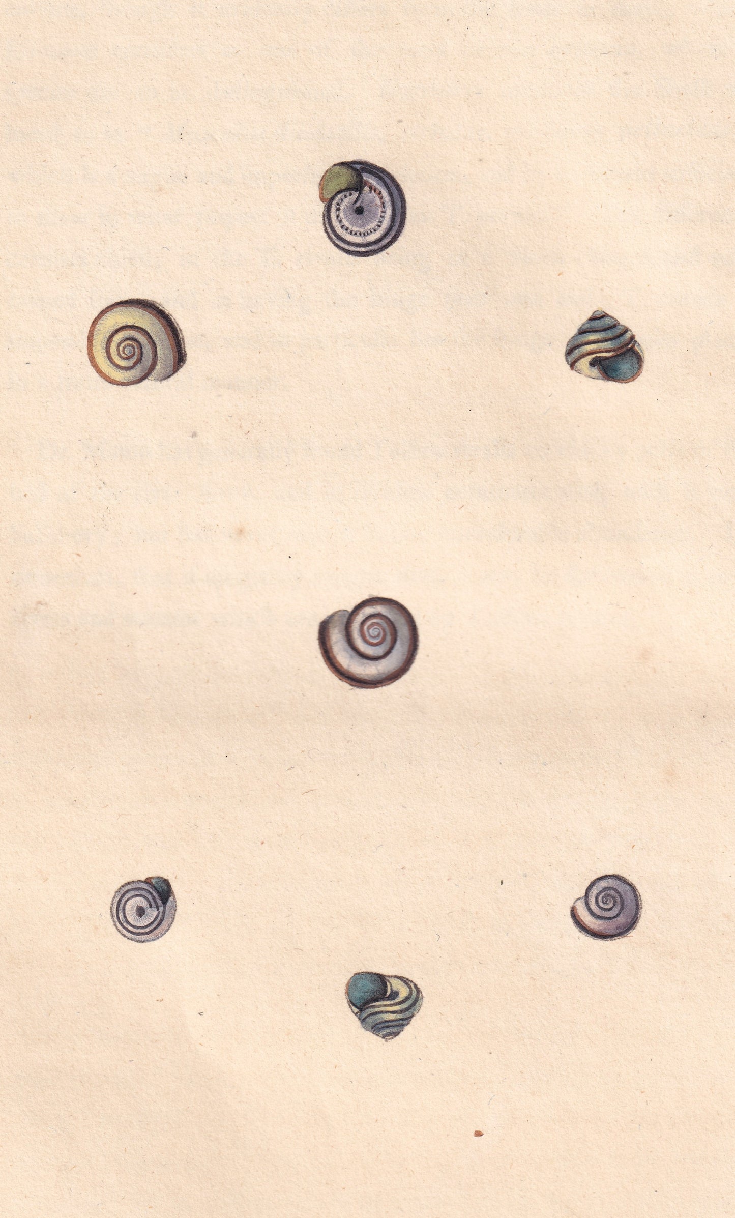 Striped Snail