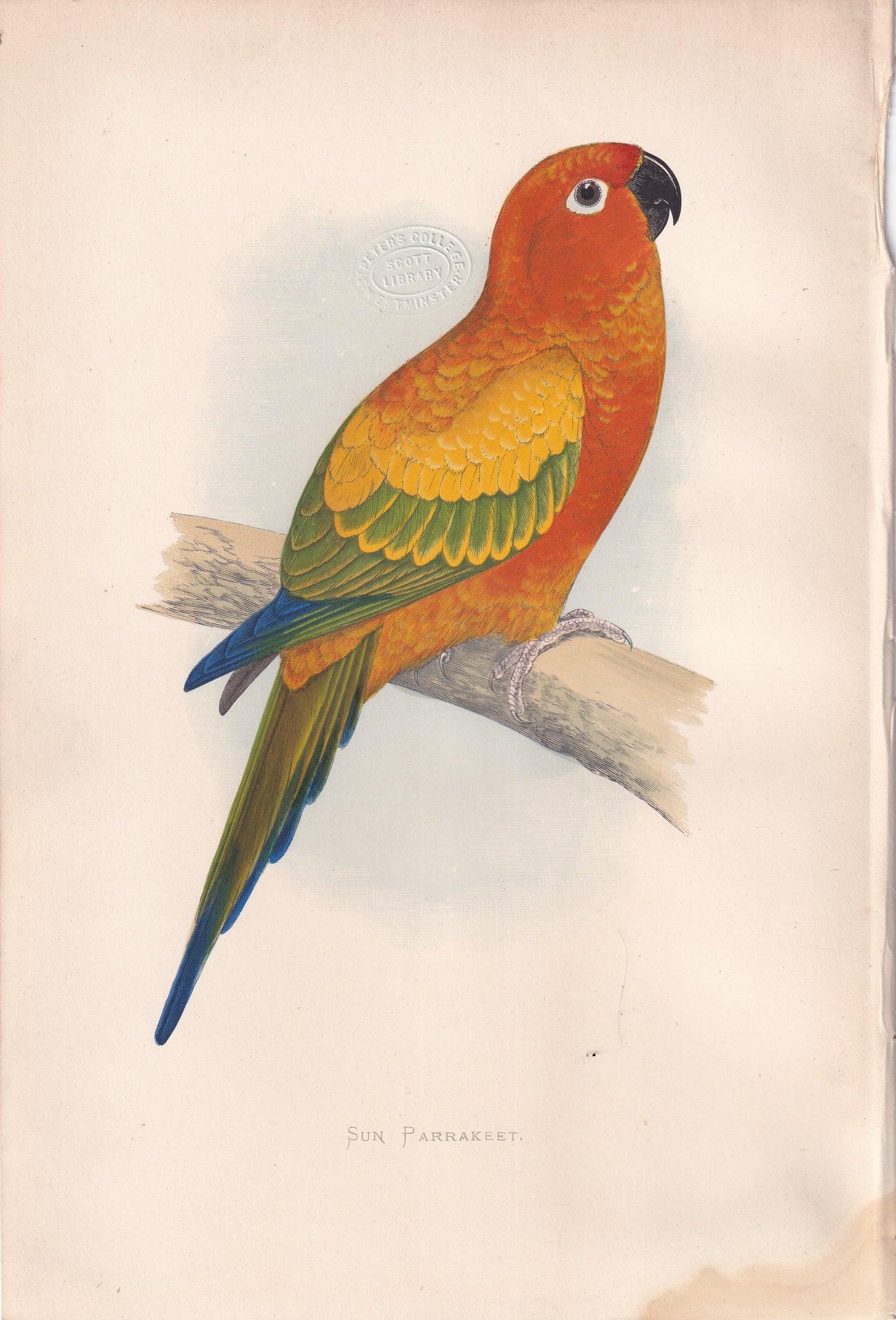 Sun Parrakeet