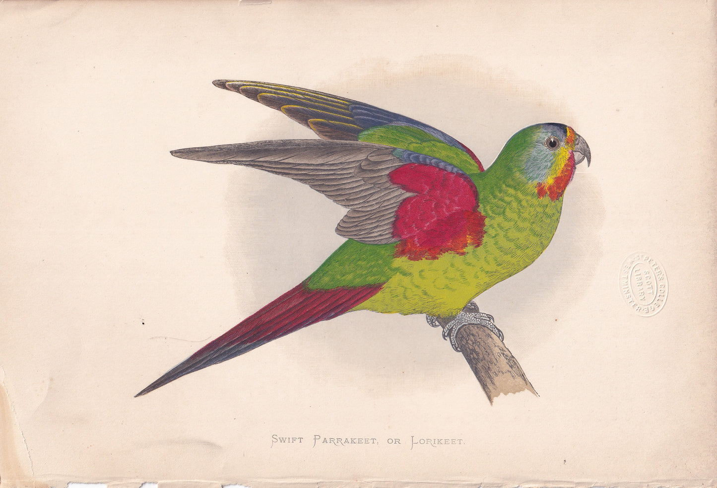 Swift Parrakeet or Lorikeet