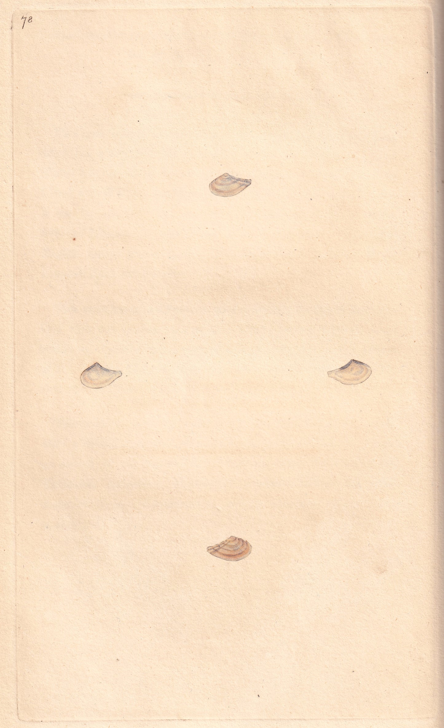 Tailed Ark Shell