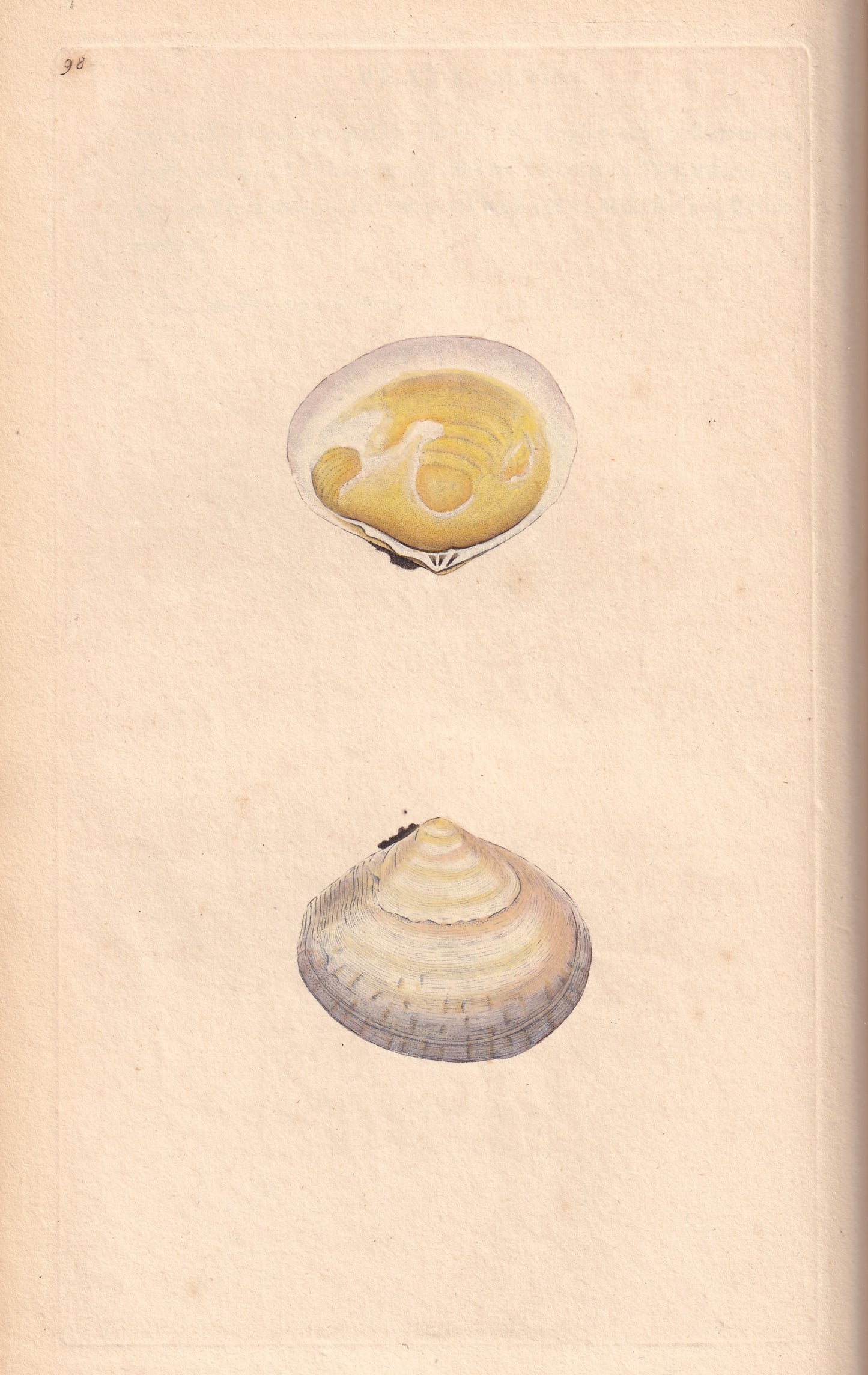 Tellina Fausta