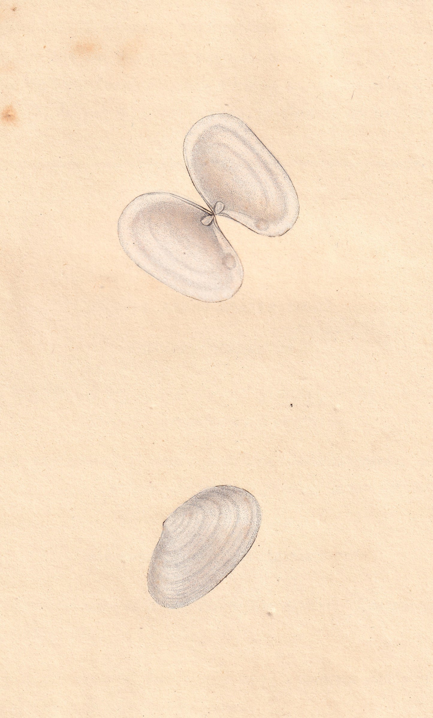 Thin White Spoonhinge Gaper