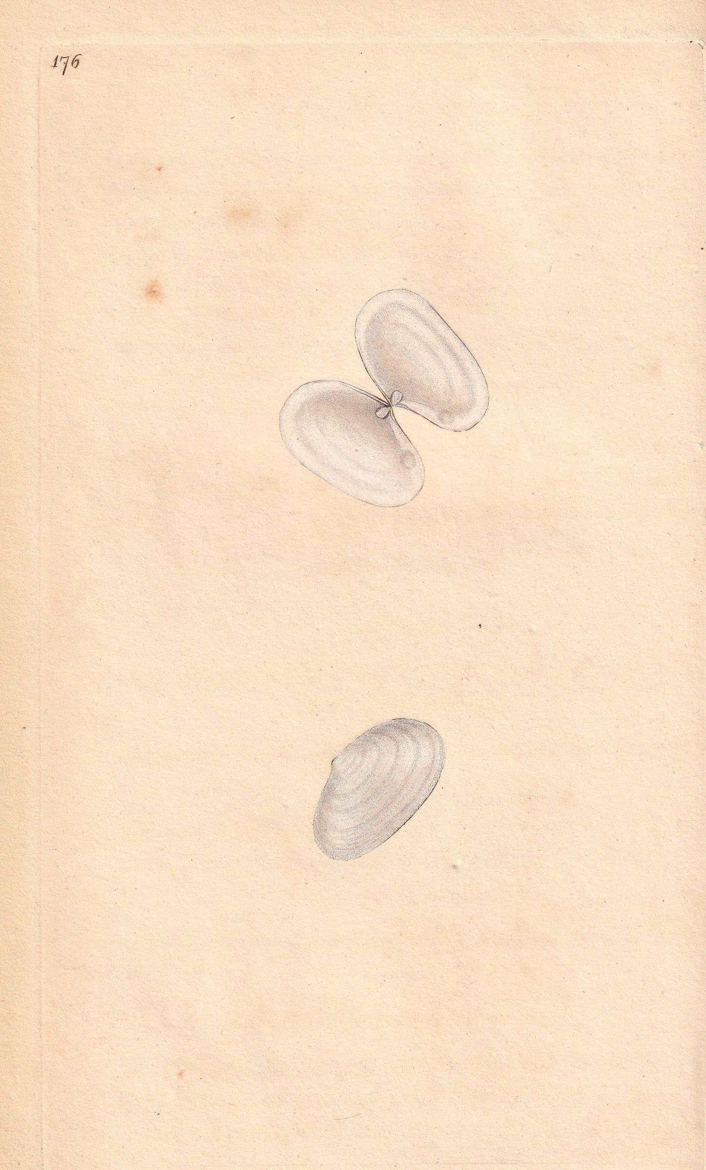 Thin White Spoonhinge Gaper