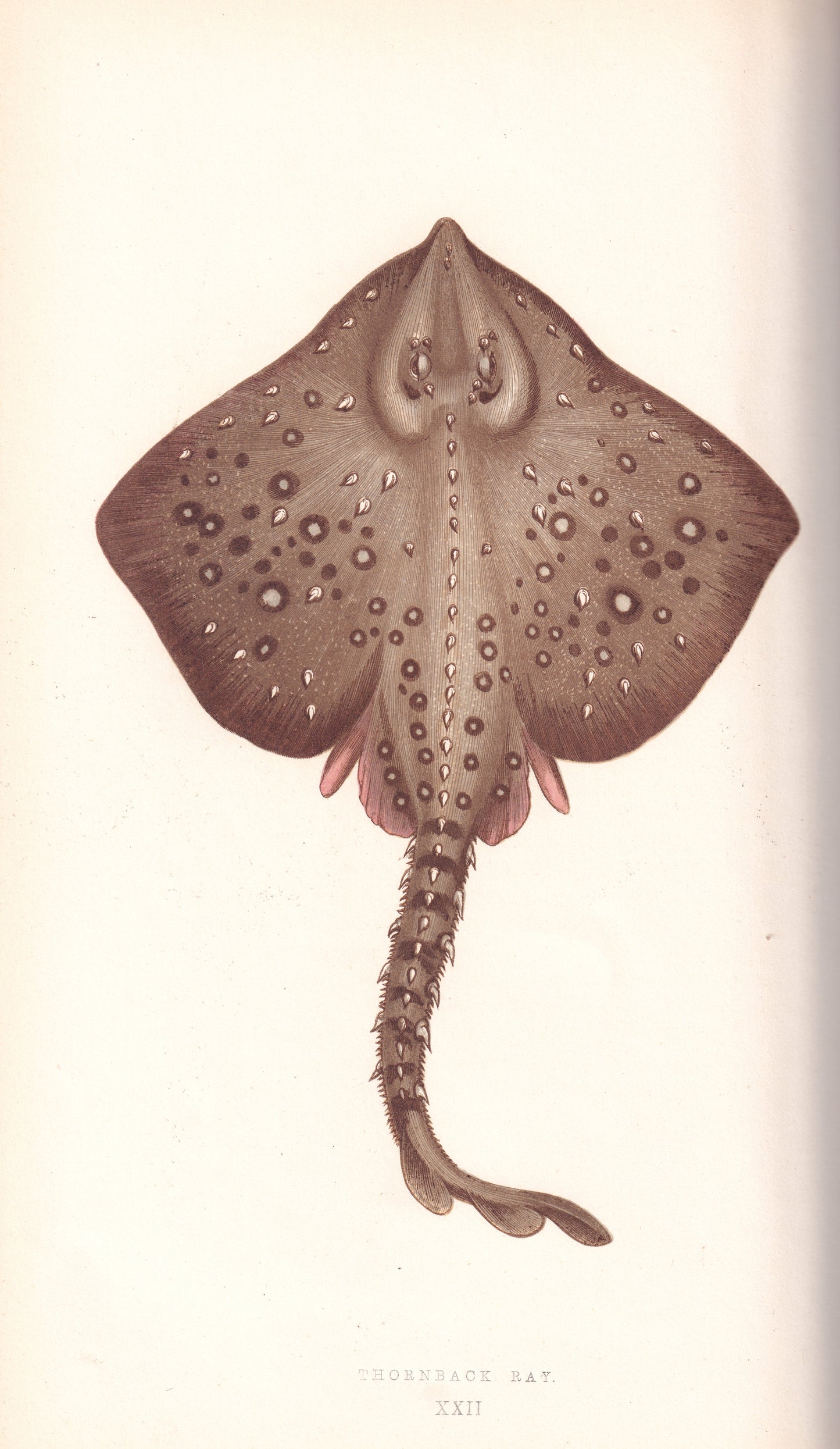 Thornback Ray
