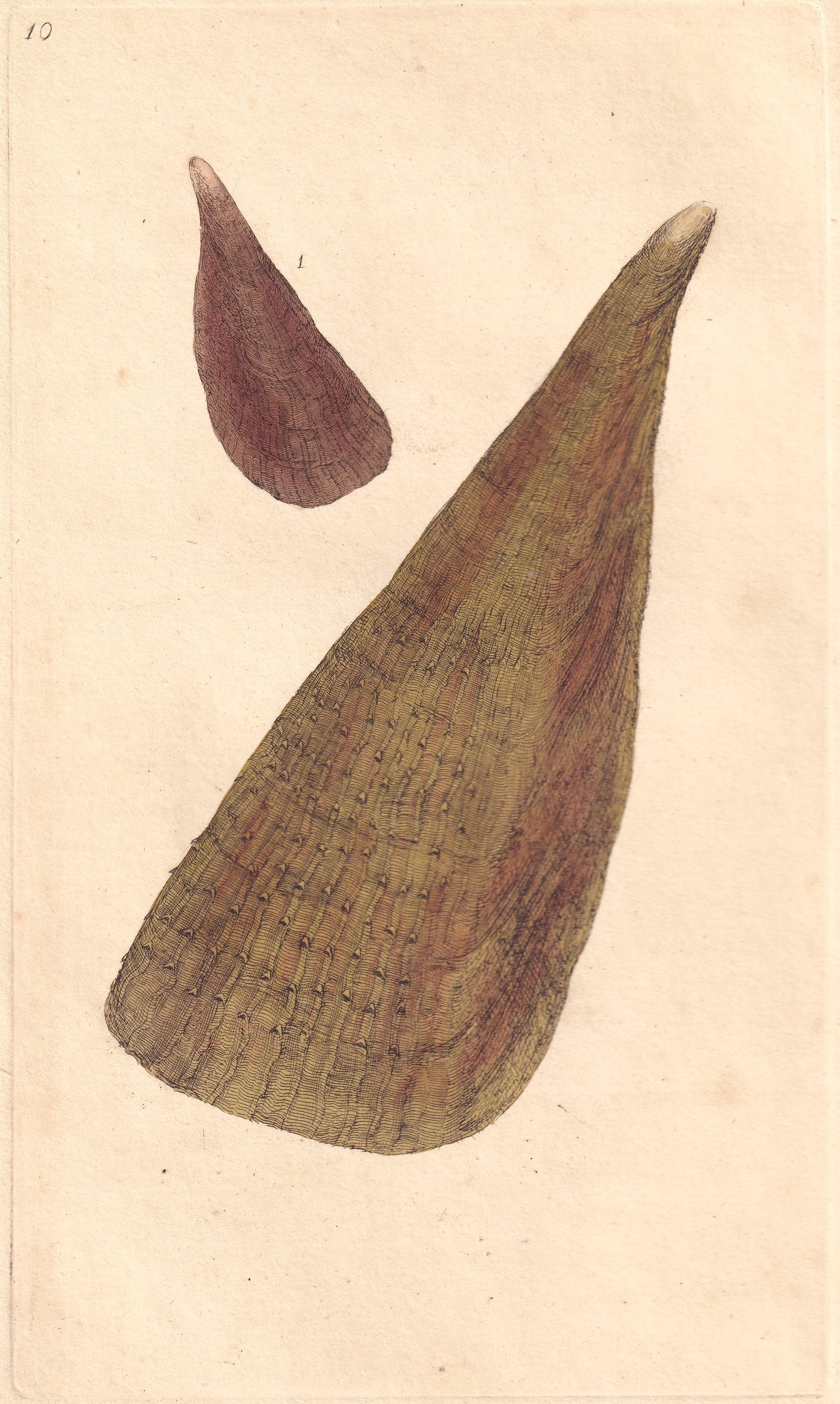 Thorny Wing, Or Sea Ham
