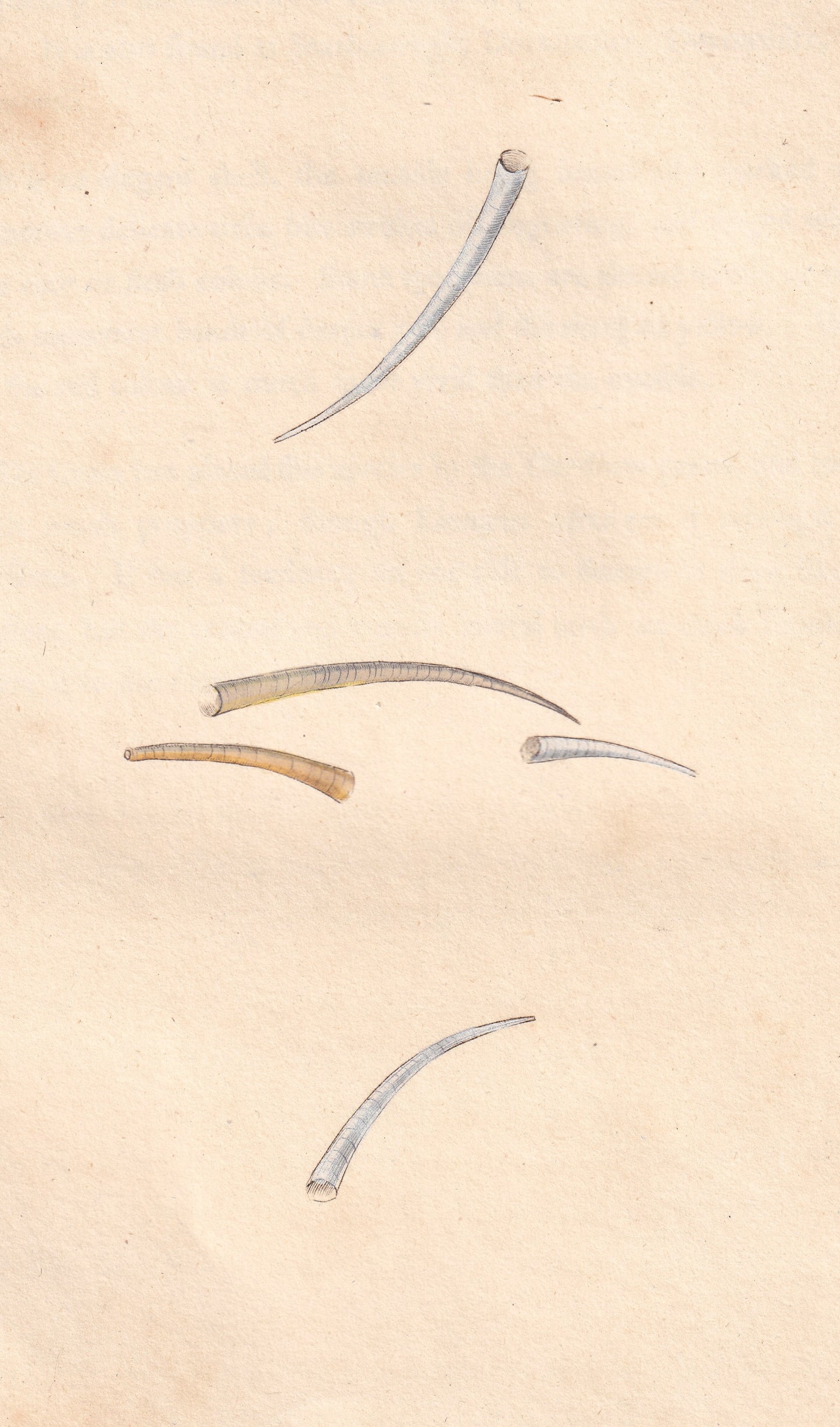 Tooth Shell