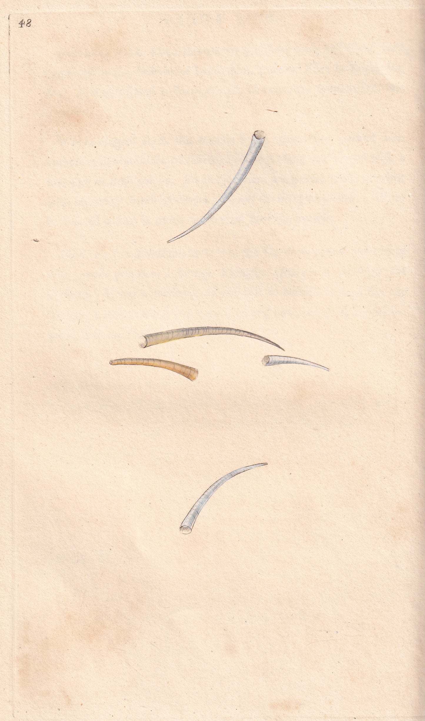 Tooth Shell