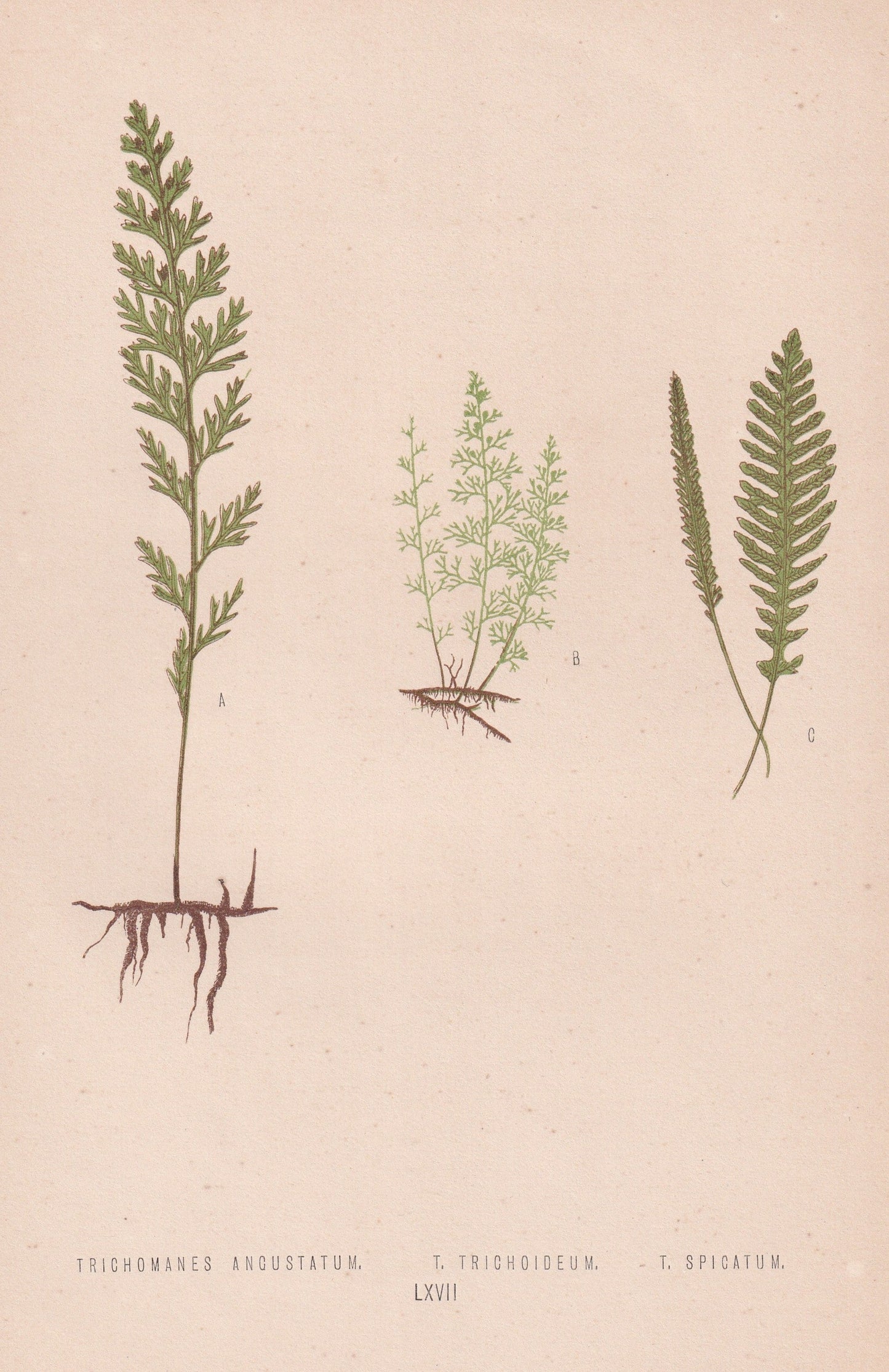 Trichomanes Angustatum