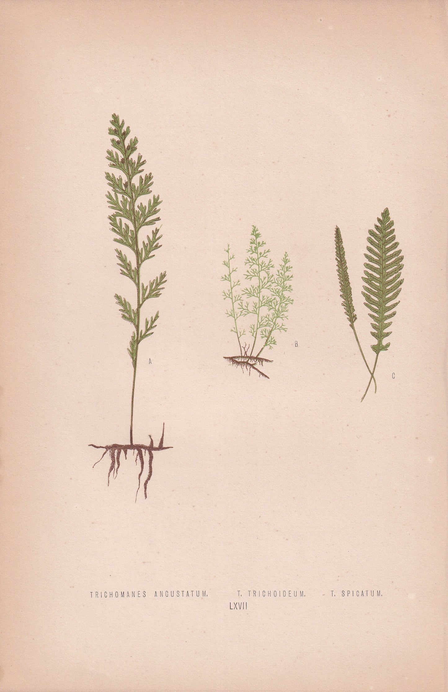 Trichomanes Angustatum
