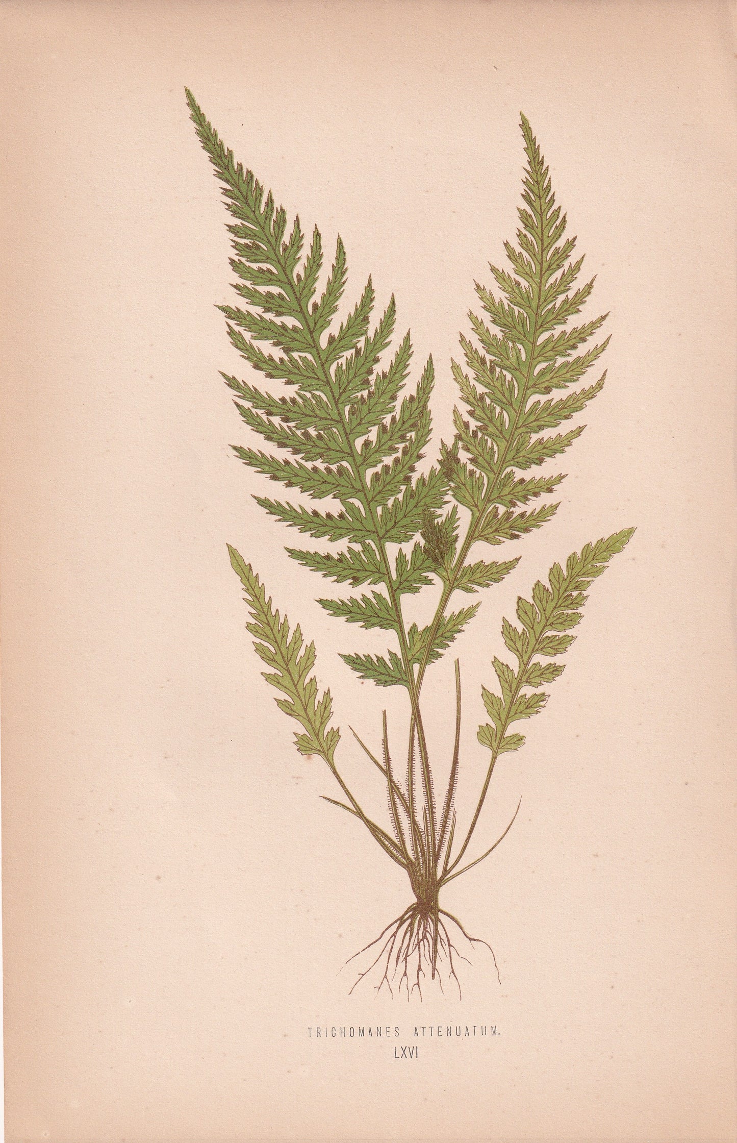 Trichomanes Attenuatum
