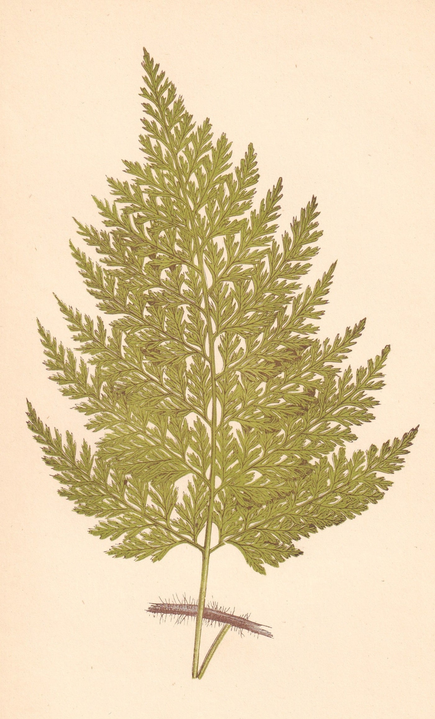 antique botanical prints
vintage botanical prints
botanical prints antique
antique flower prints
vintage flower prints
antique botanical art
vintage botanical art
antique plant prints
vintage plant prints