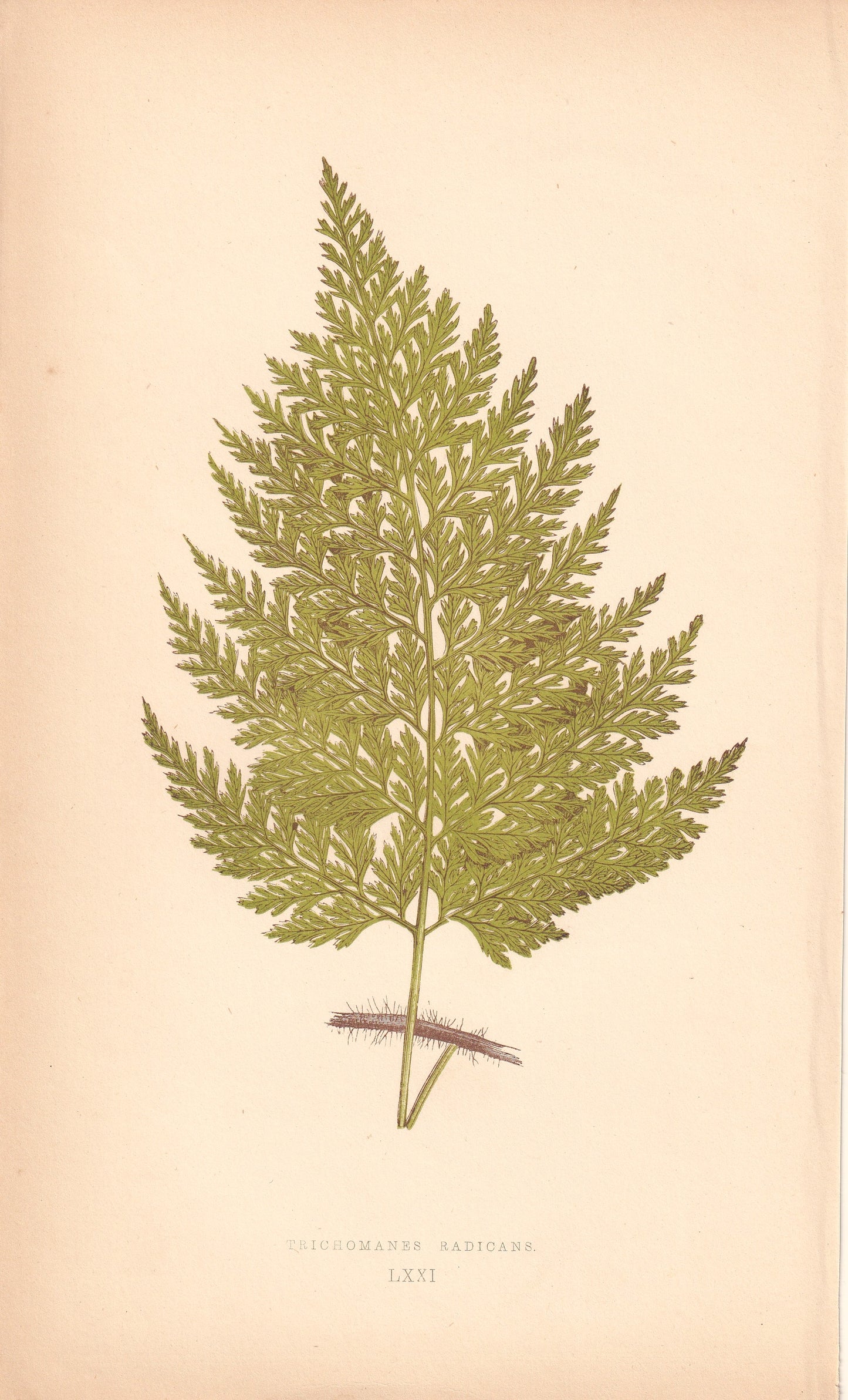 Trichomanes Radicans