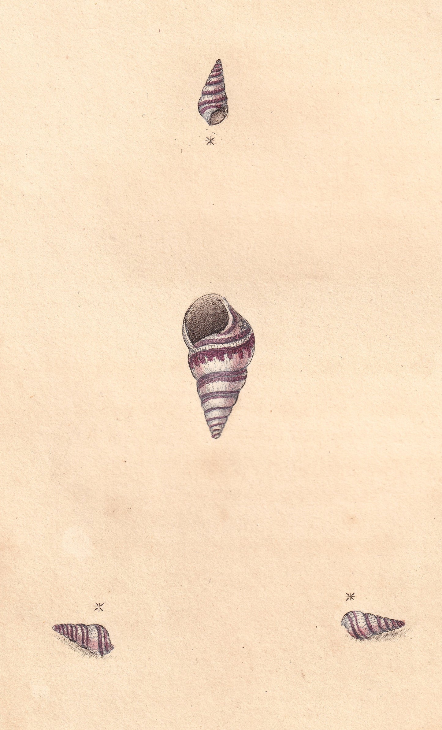 Turbo Fasciatus