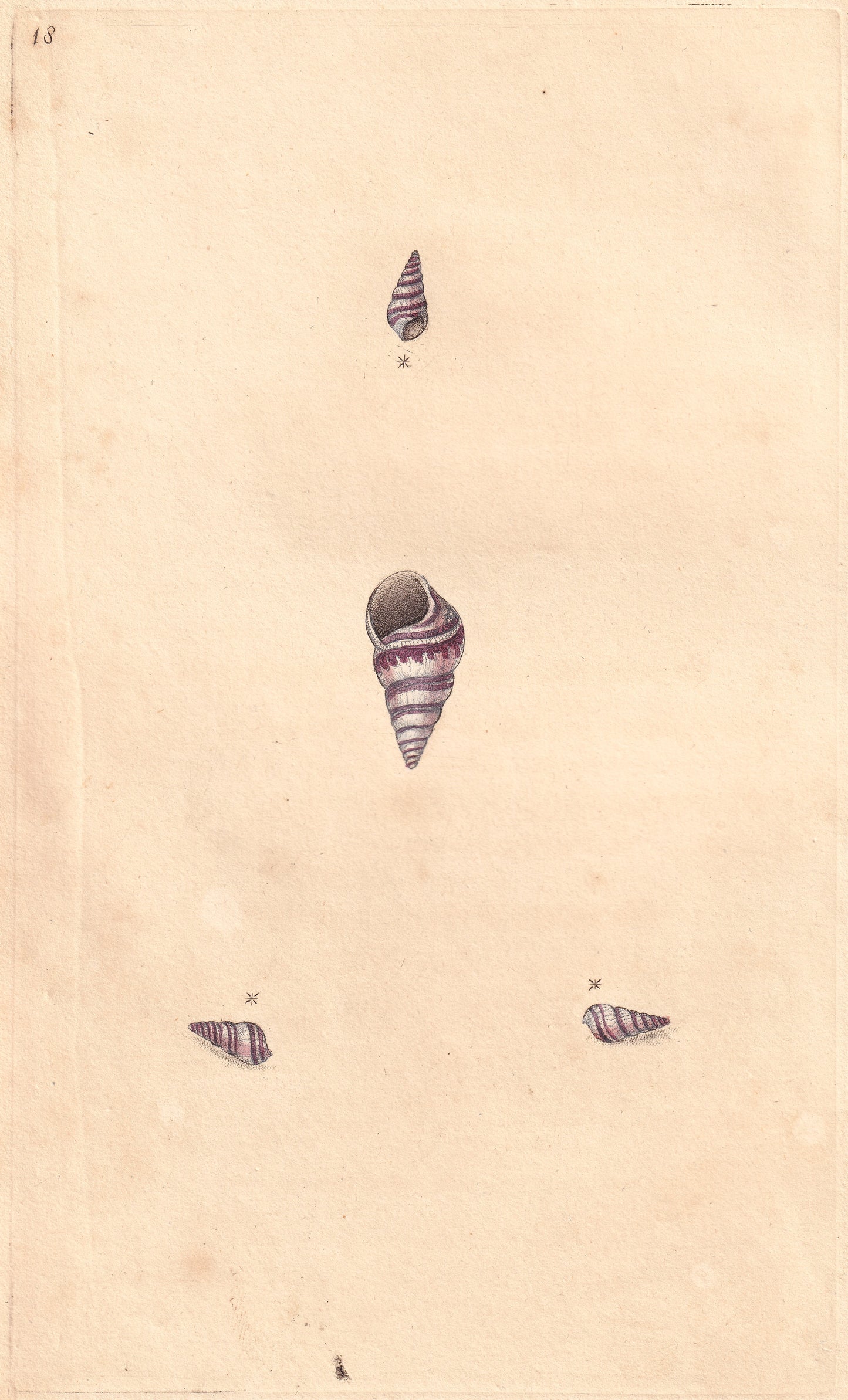 Turbo Fasciatus