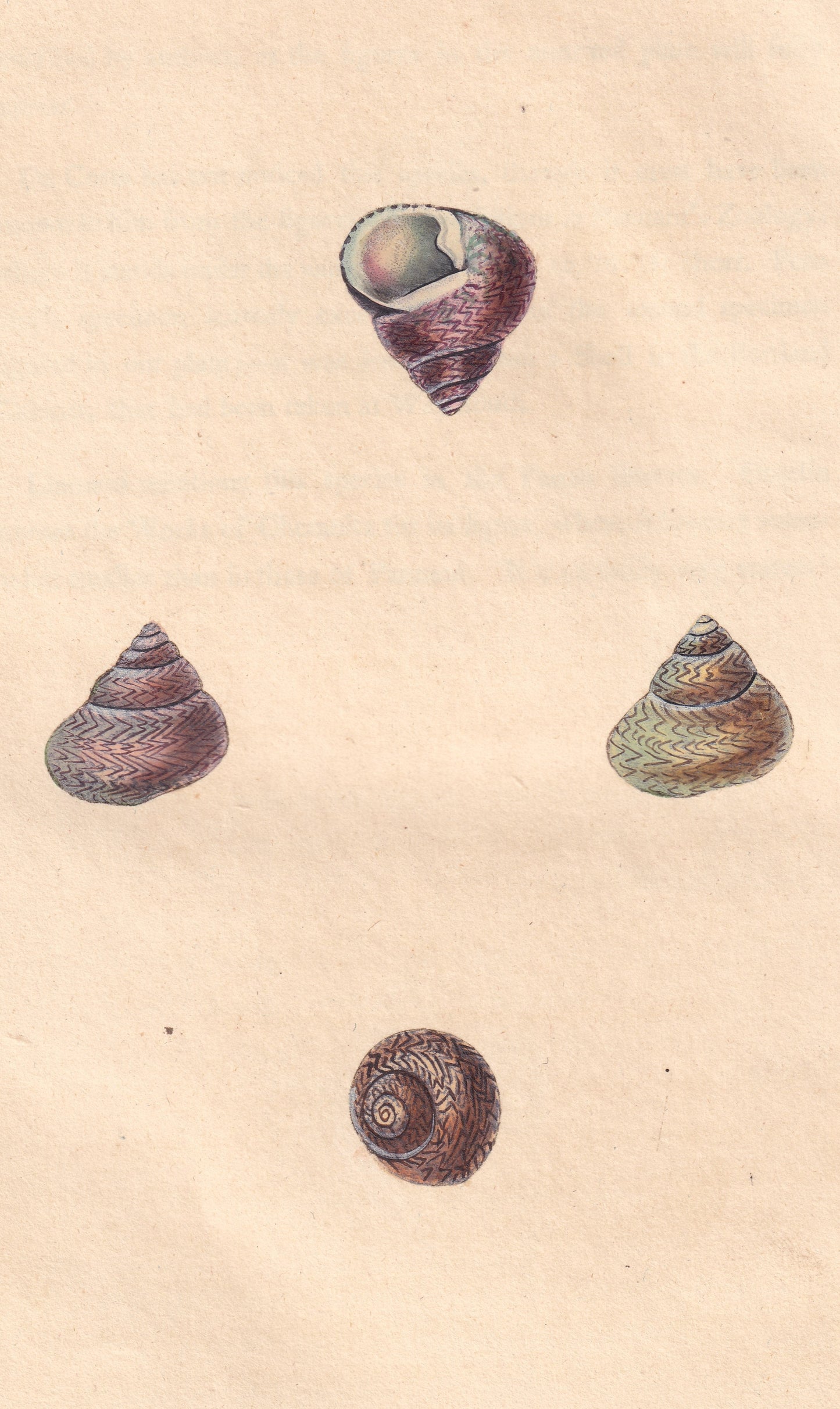 Turbo Lineatus