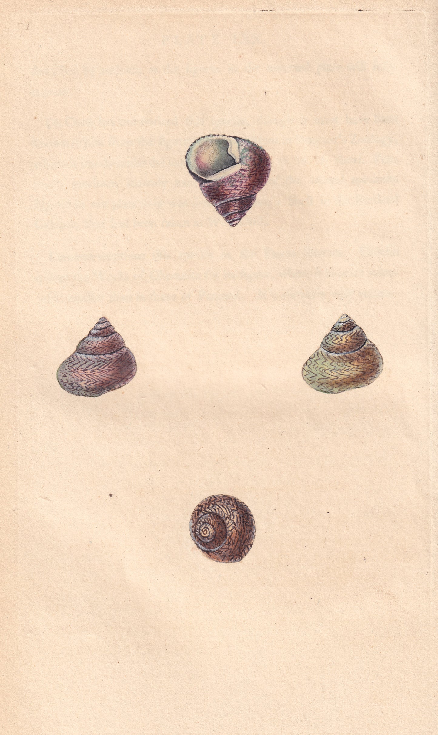 Turbo Lineatus