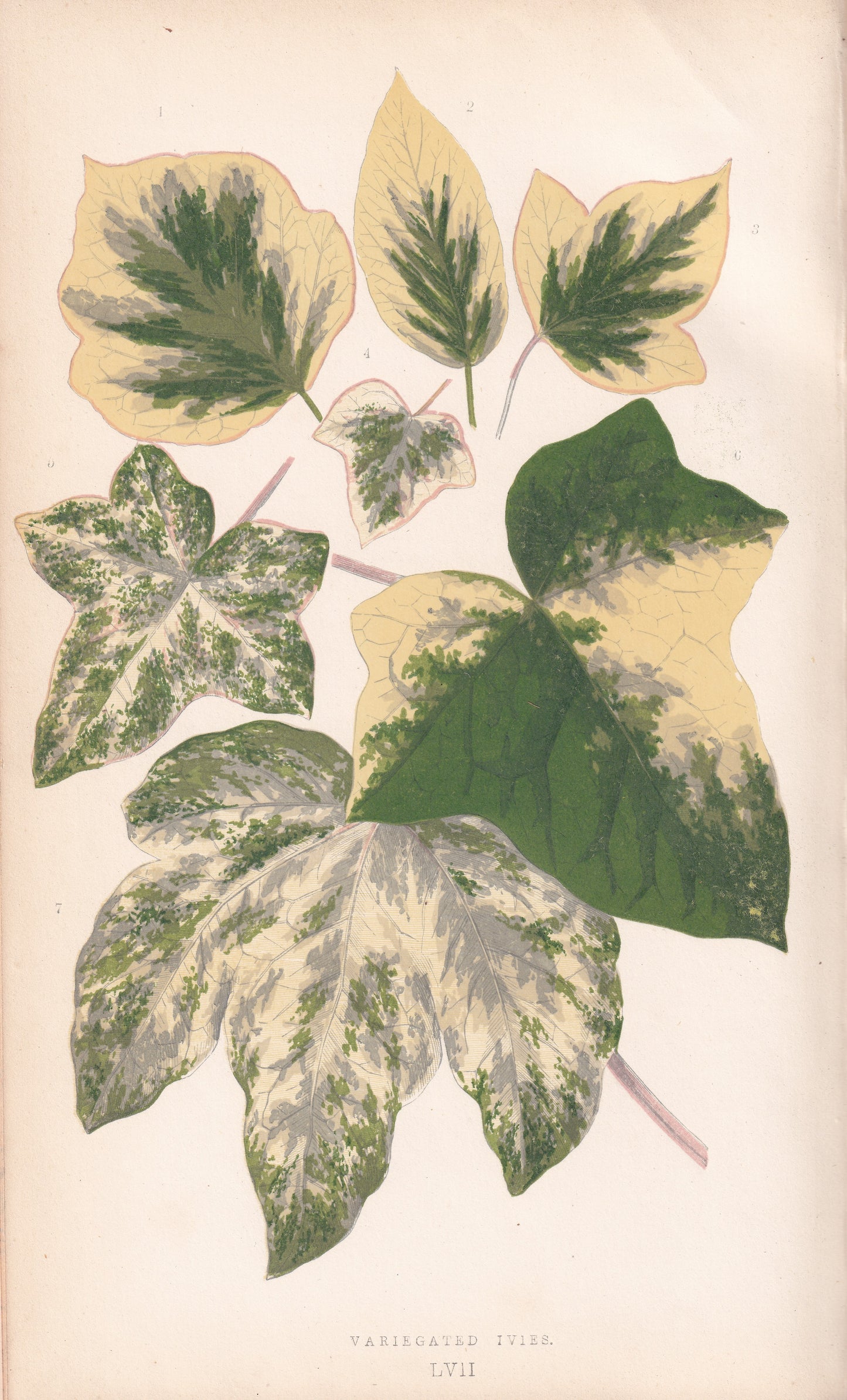 Antique Print, Botanical Print, Botanical Art, Vintage Print, Wall Art, Home Décor, Collectible, Original Print, Engraving, Lithograph, Hand-colored, Victorian, Hand-coloured, 19th Century