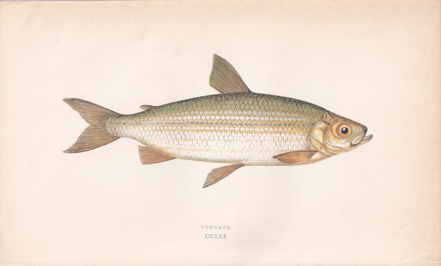 Vendace