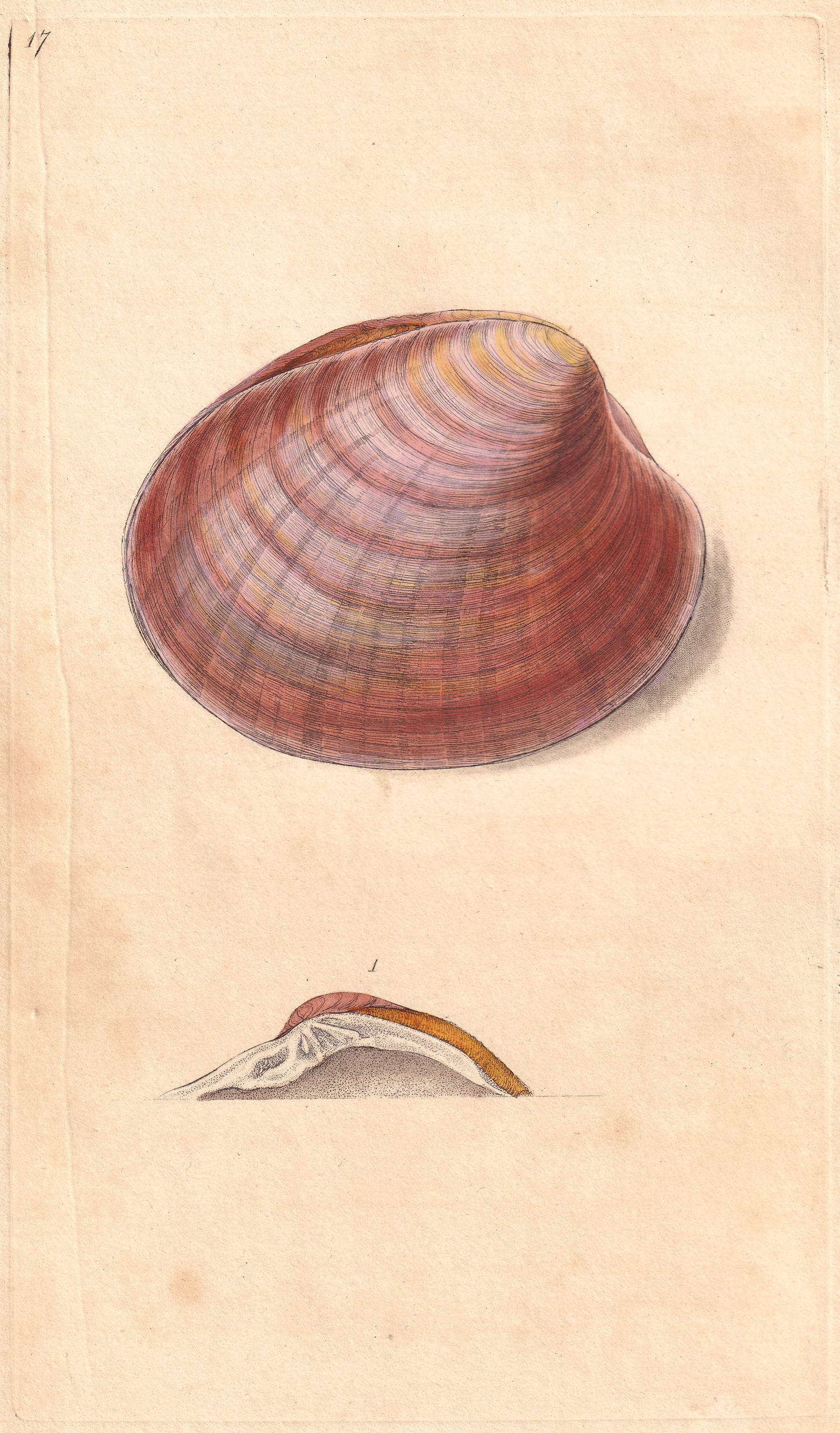 Venus Chione