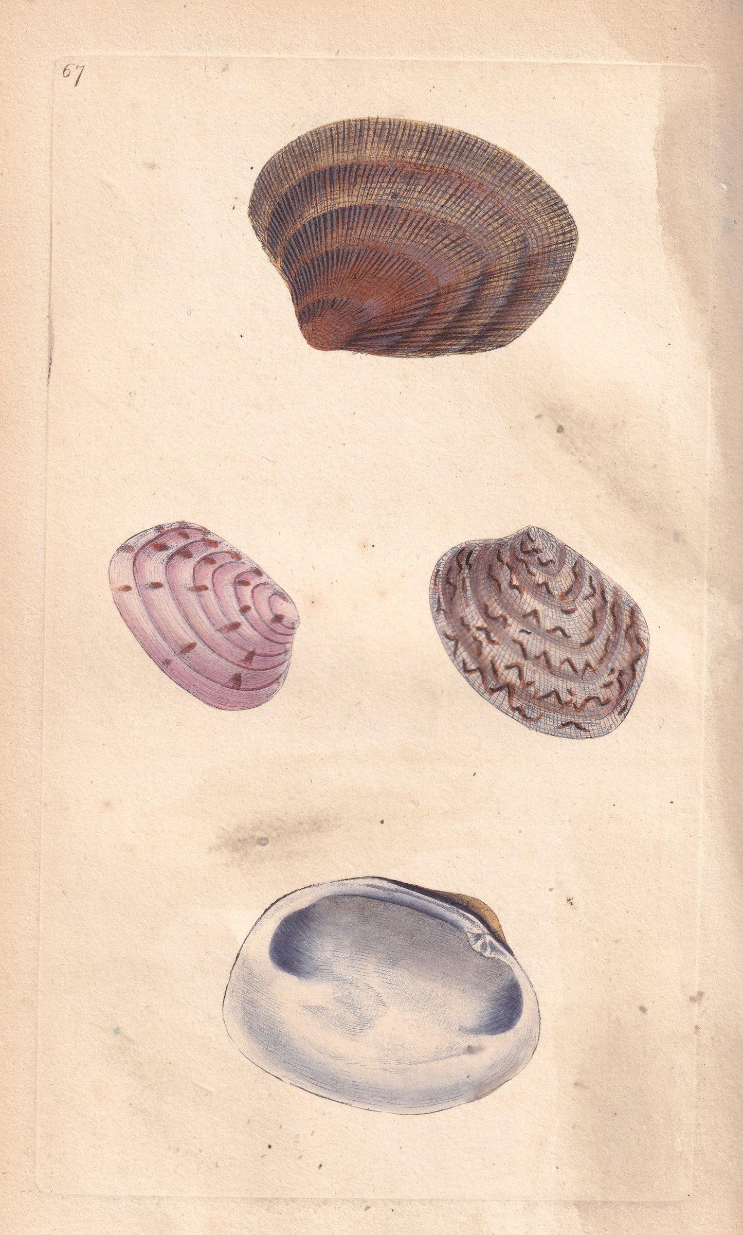 Venus Decussata