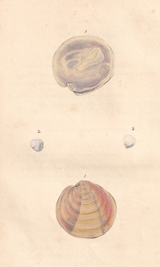 Venus Exoleta