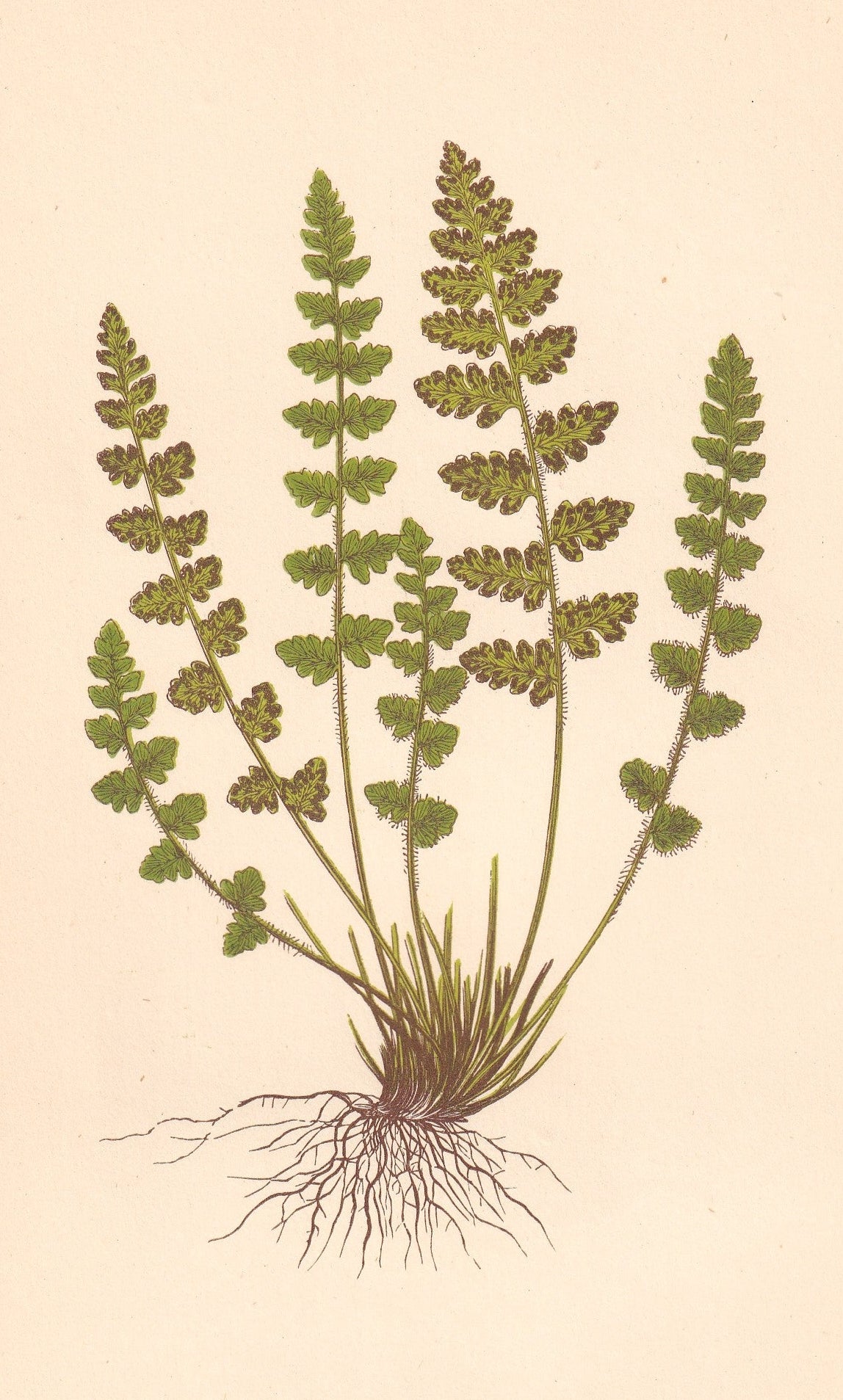antique botanical prints
vintage botanical prints
botanical prints antique
antique flower prints
vintage flower prints
antique botanical art
vintage botanical art
antique plant prints
vintage plant prints