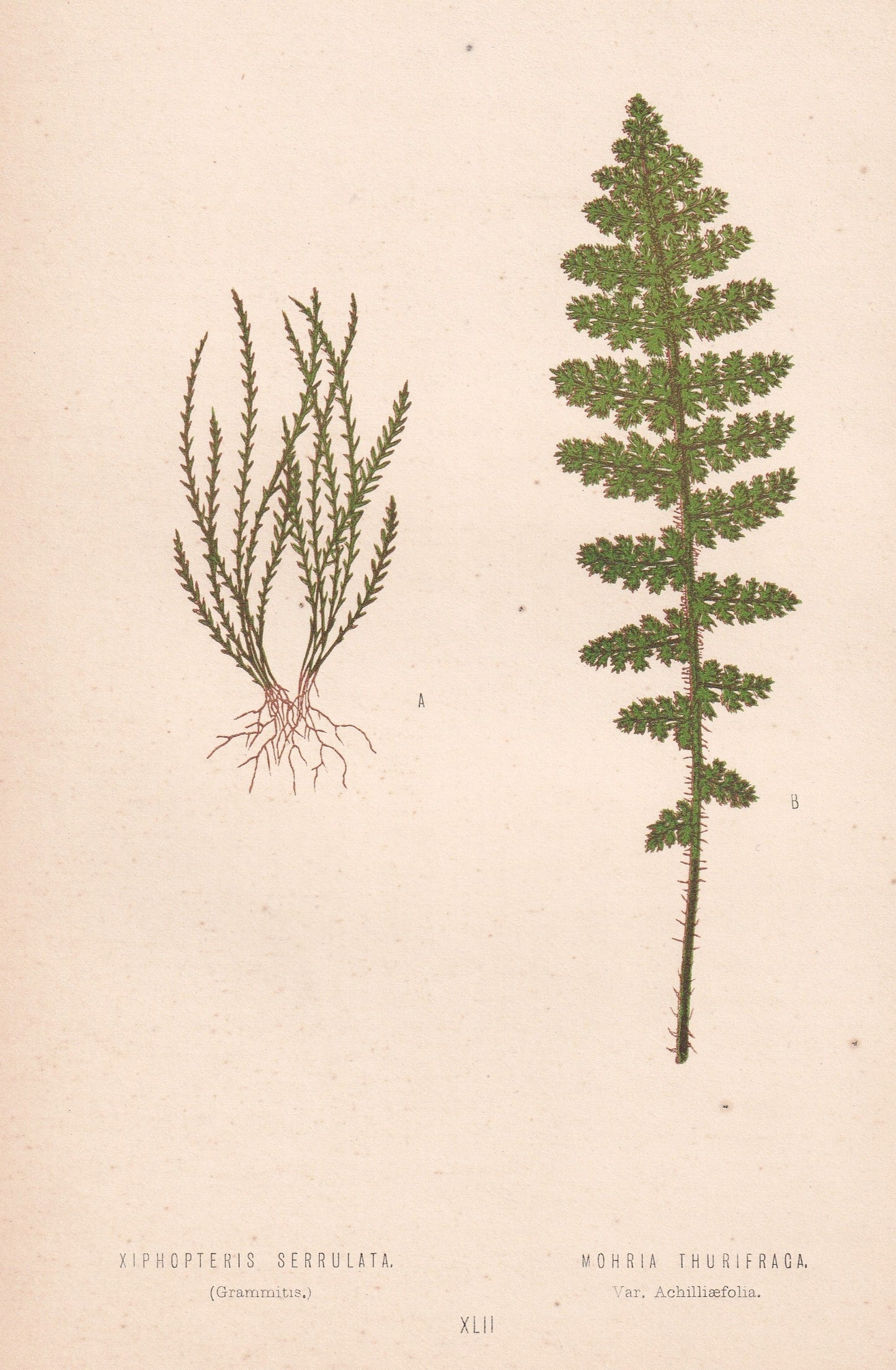 Xiphopteris Serrulata
