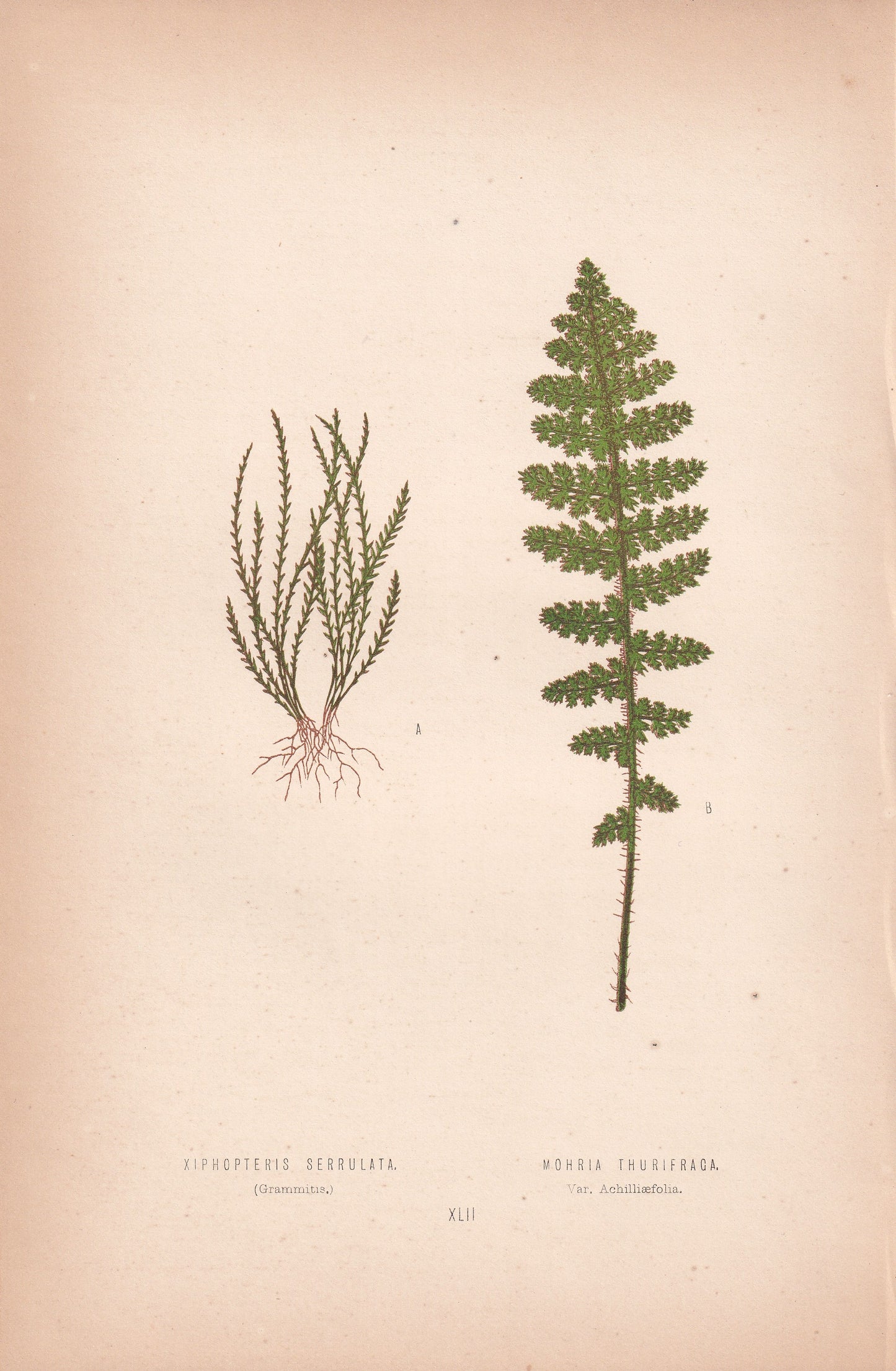 Xiphopteris Serrulata