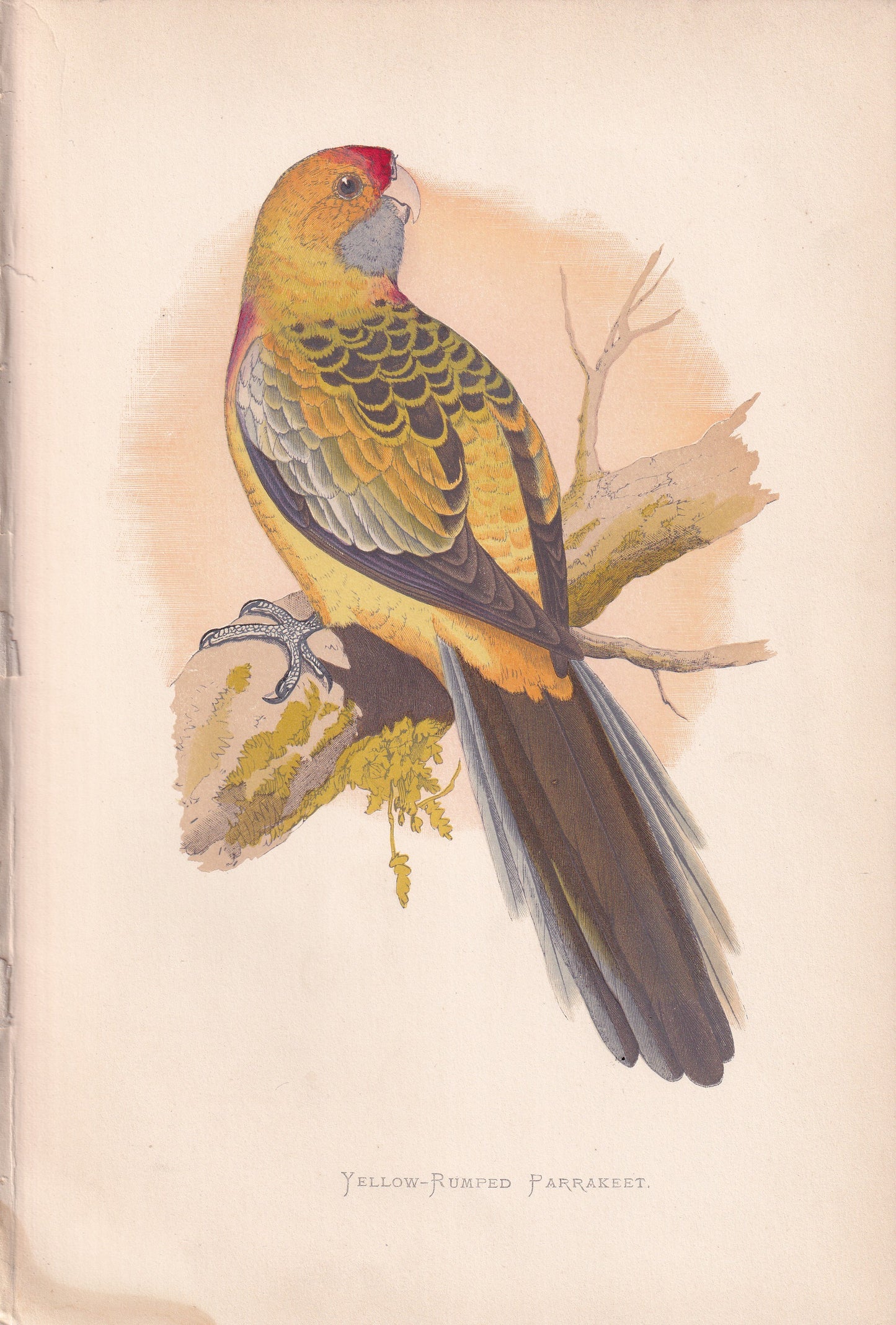 Yellow-Rumped Parrakeet