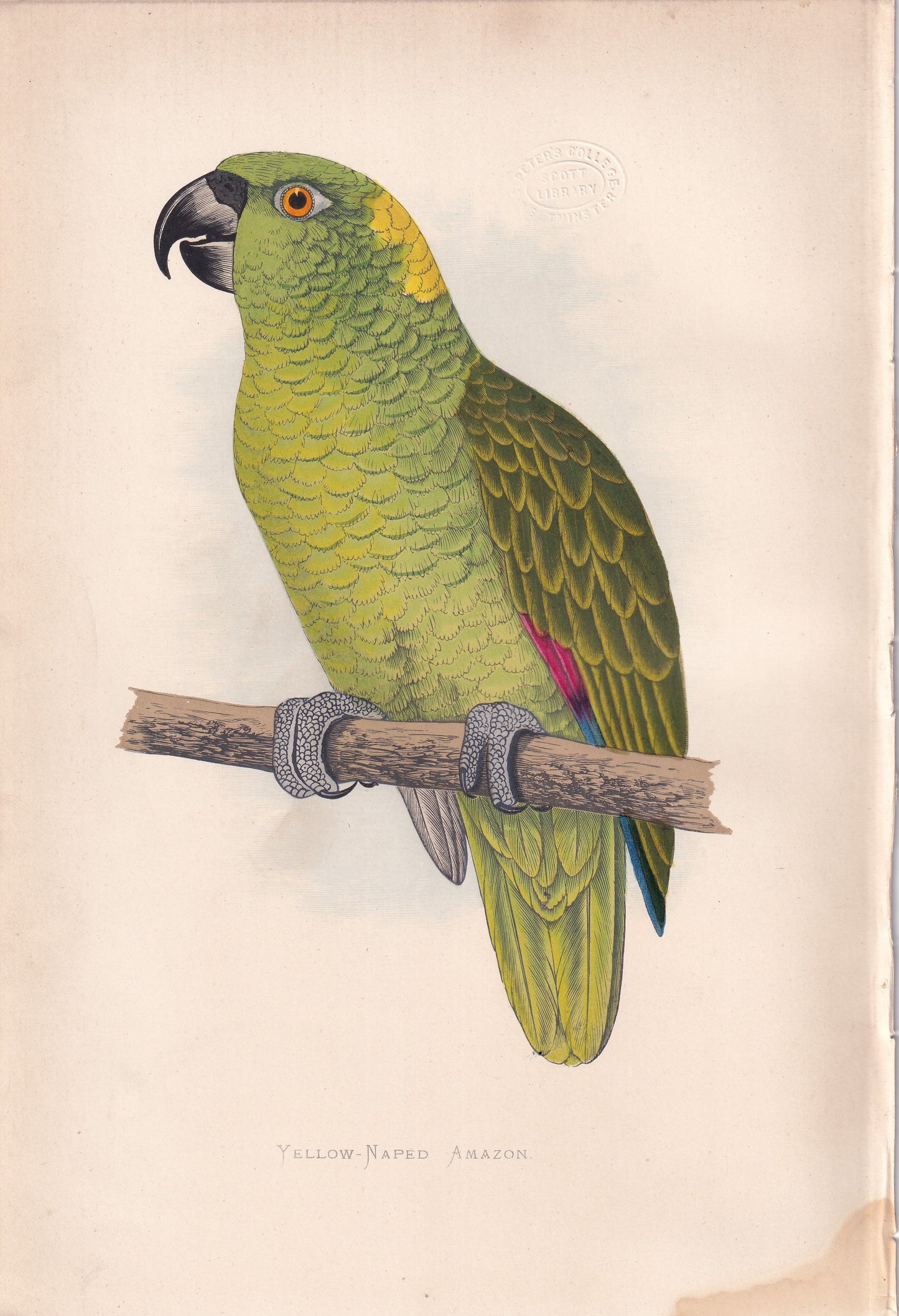 Yellow Naped Amazon