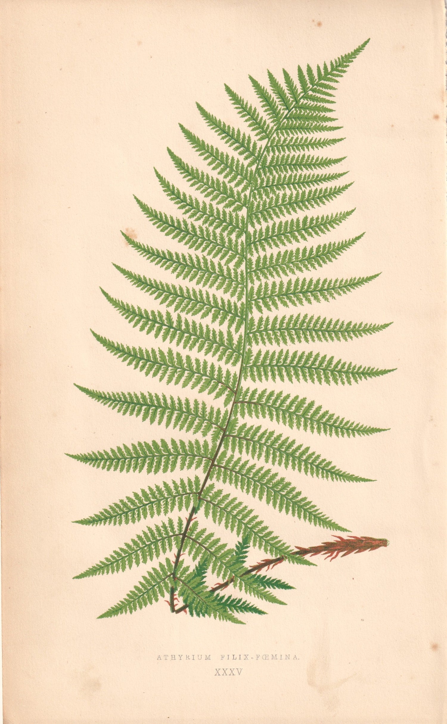 Ferns