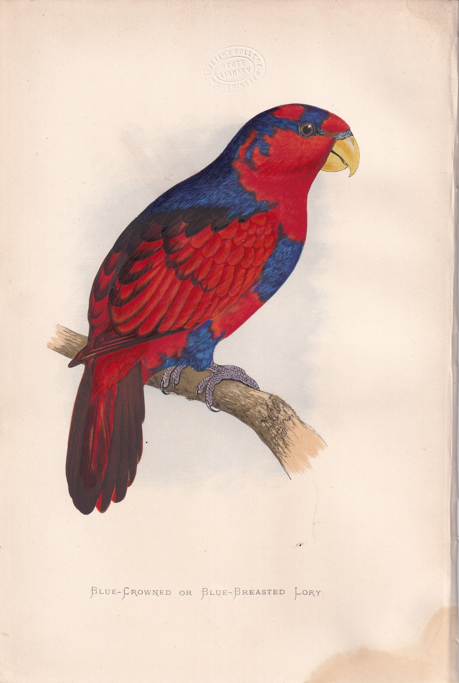 Exotic Parrots - Original Hand-Coloured 19th-Century Plates