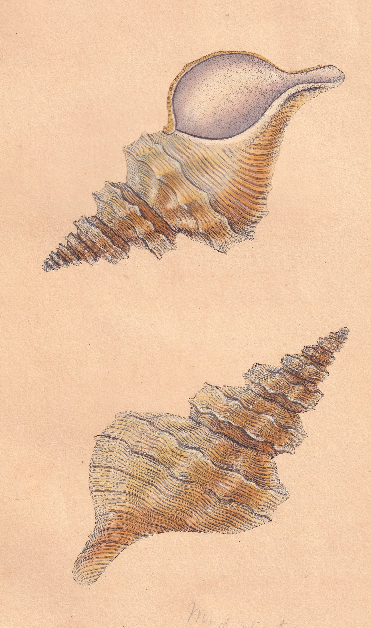 Shells