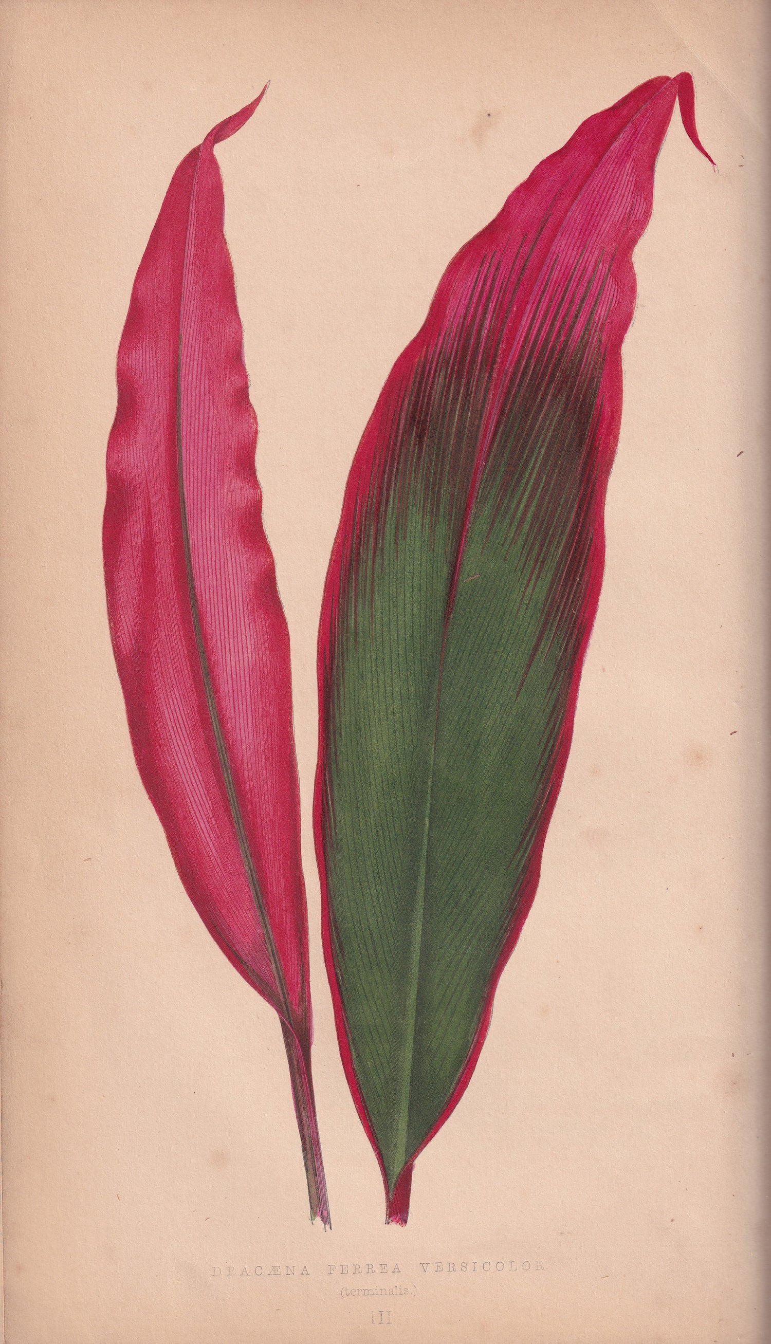 Antique Prints