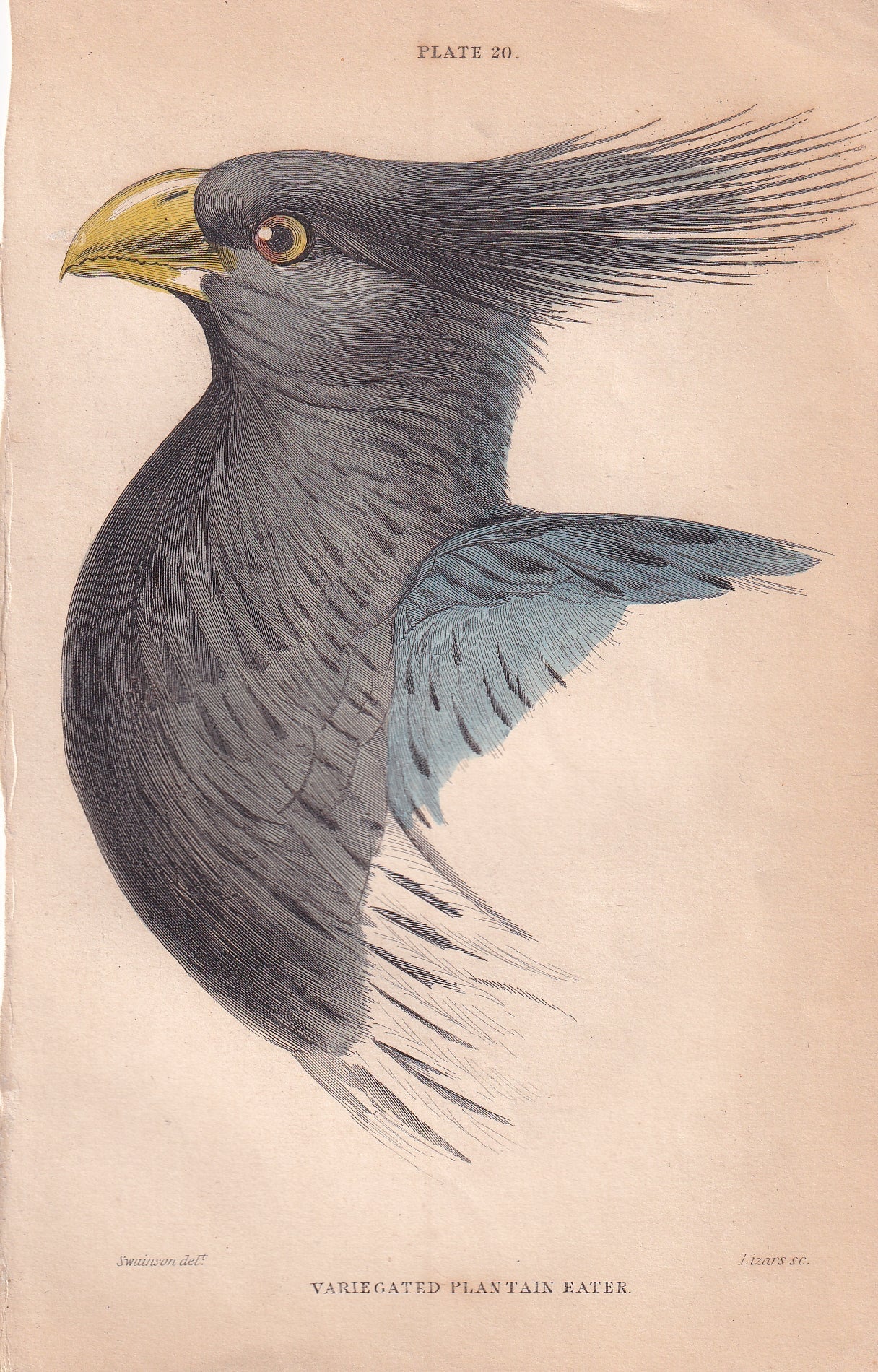 The Natural History of the Birds of Western Africa