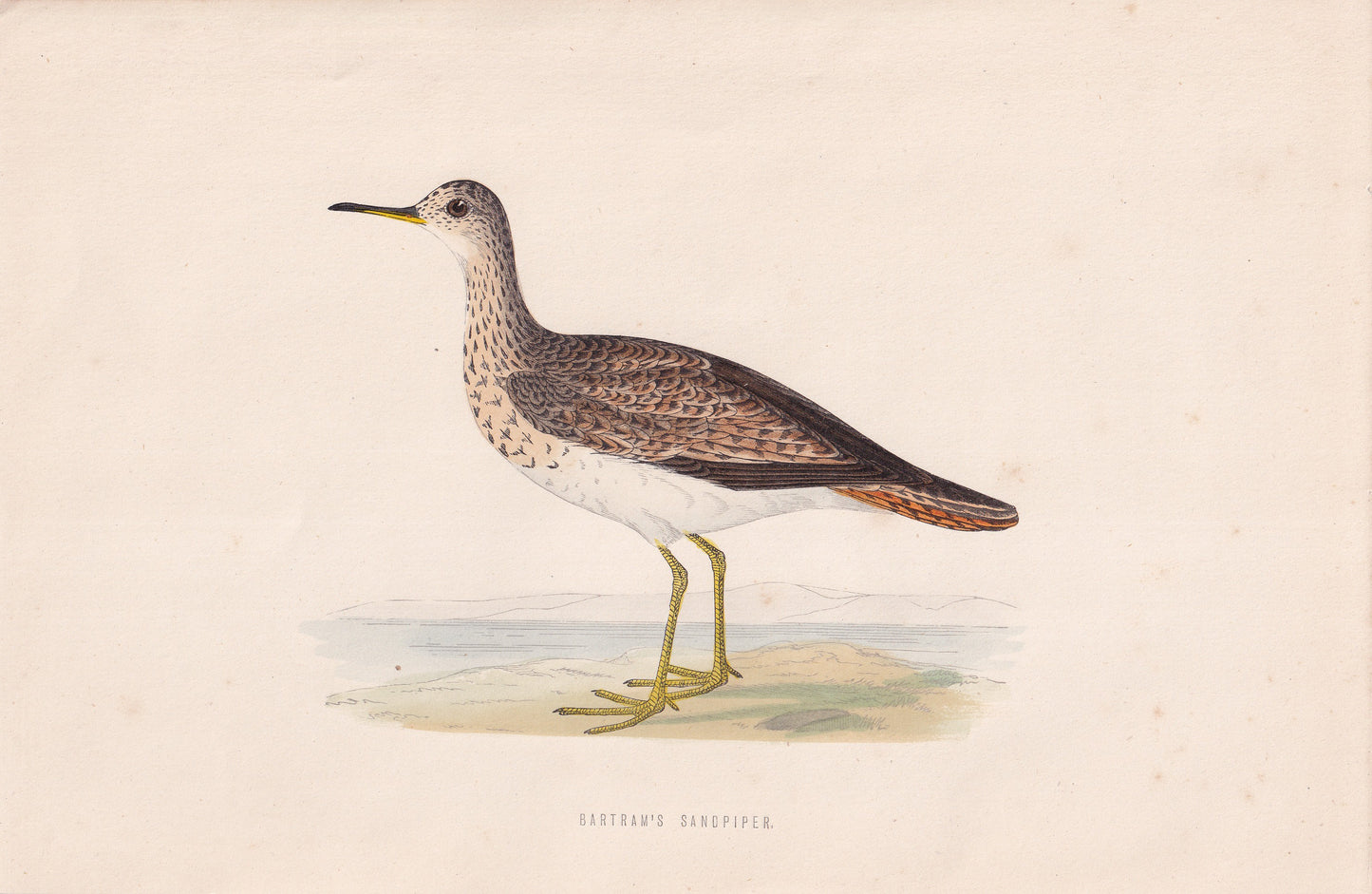 Bartram's Sandpiper - original 1870 hand coloured antique bird print by Alexander Francis Lydon, engraved by Benjamin Fawcett