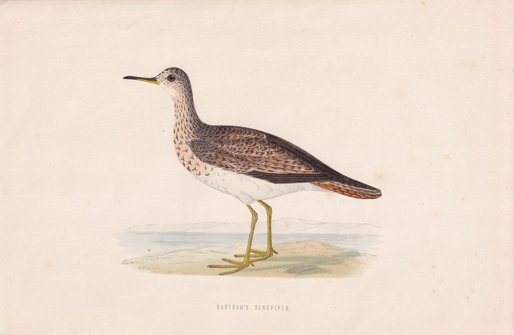 Bartram's Sandpiper - original 1870 hand coloured antique bird print by Alexander Francis Lydon, engraved by Benjamin Fawcett