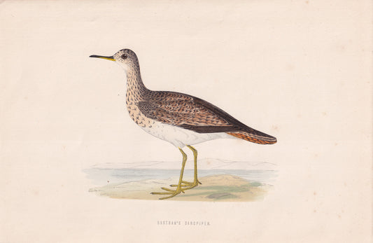 Bartram's Sandpiper - original 1870 hand coloured antique bird print by Alexander Francis Lydon, engraved by Benjamin Fawcett