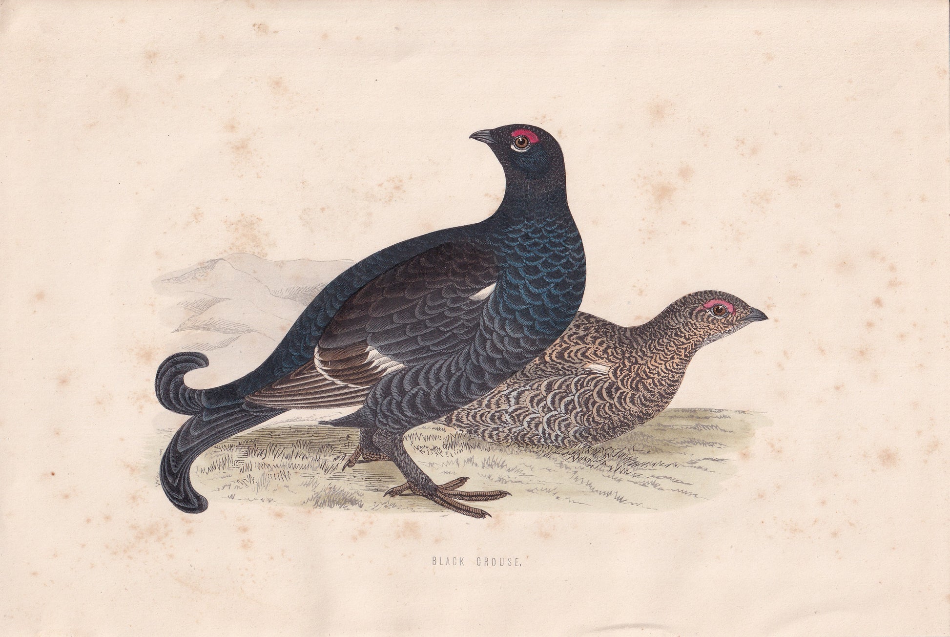 Black Grouse - original 1870 hand coloured antique bird print by Alexander Francis Lydon, engraved by Benjamin Fawcett