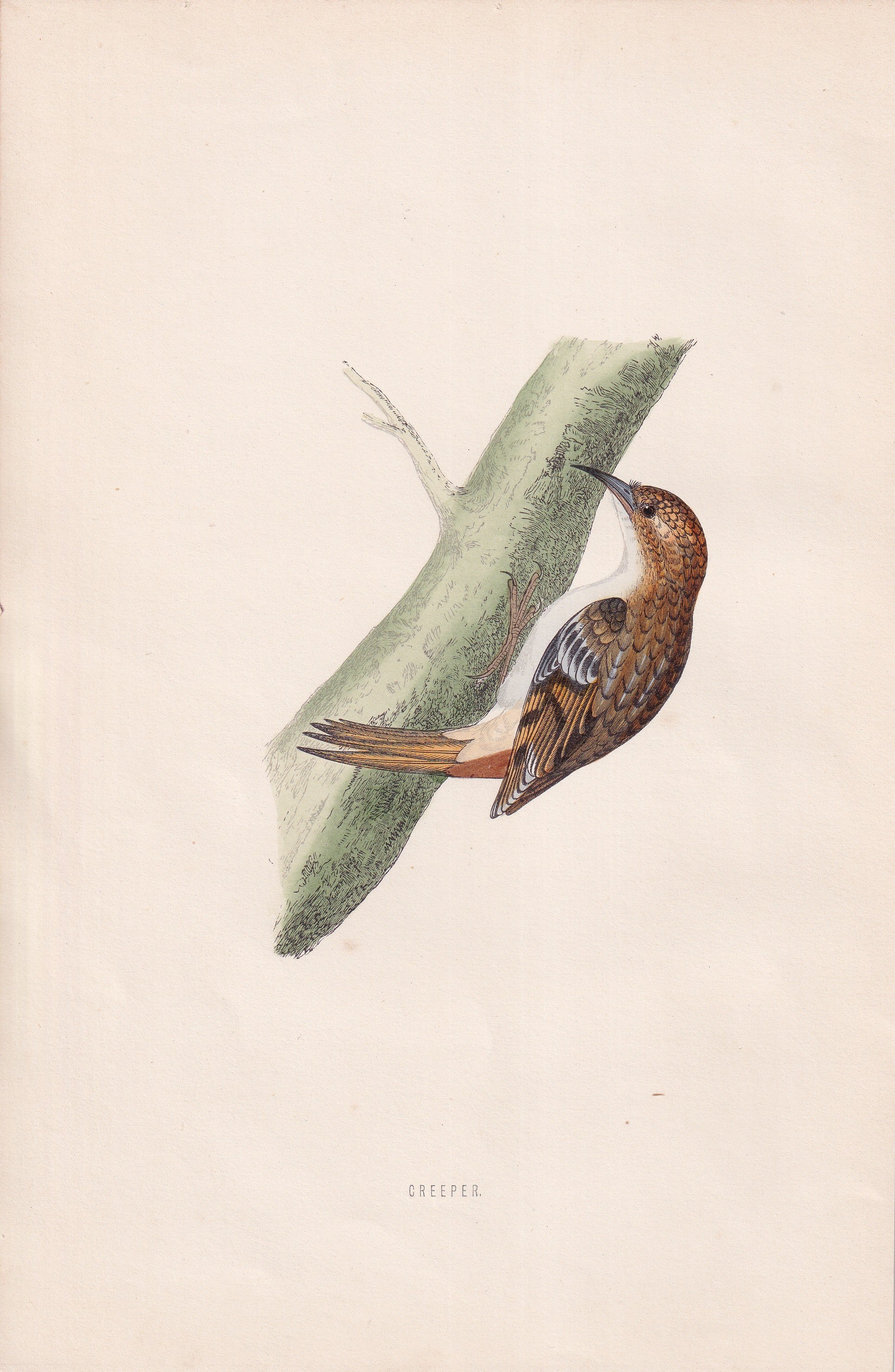 Creeper - original 1870 hand coloured antique bird print by Alexander Francis Lydon, engraved by Benjamin Fawcett