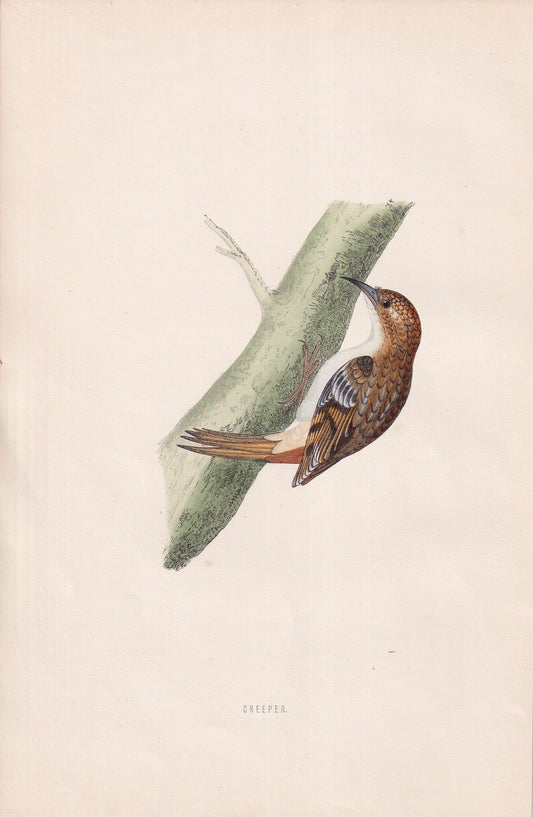Creeper - original 1870 hand coloured antique bird print by Alexander Francis Lydon, engraved by Benjamin Fawcett